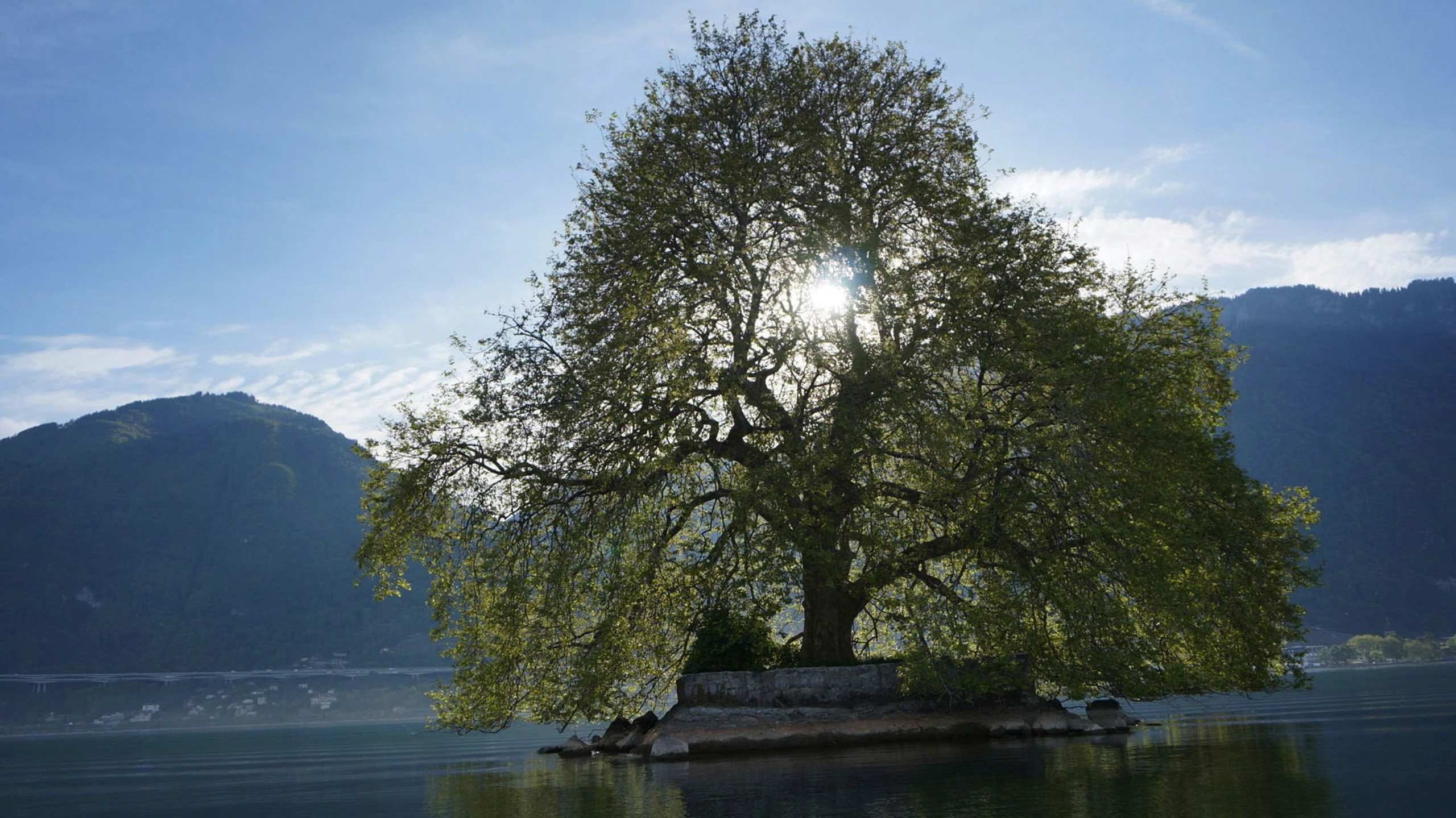 Ein Traum von Baum