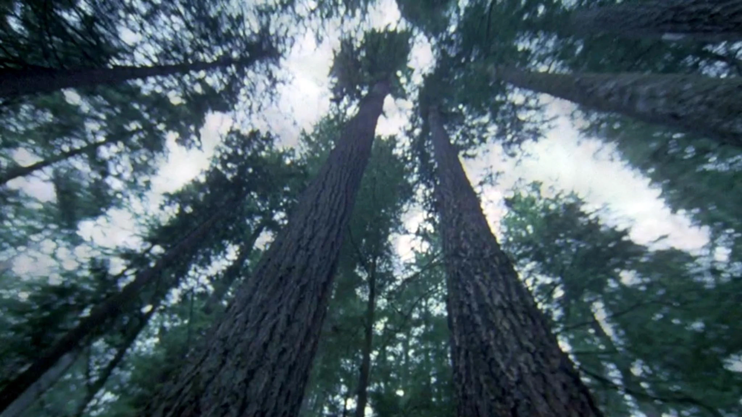 Another Side of the Forest