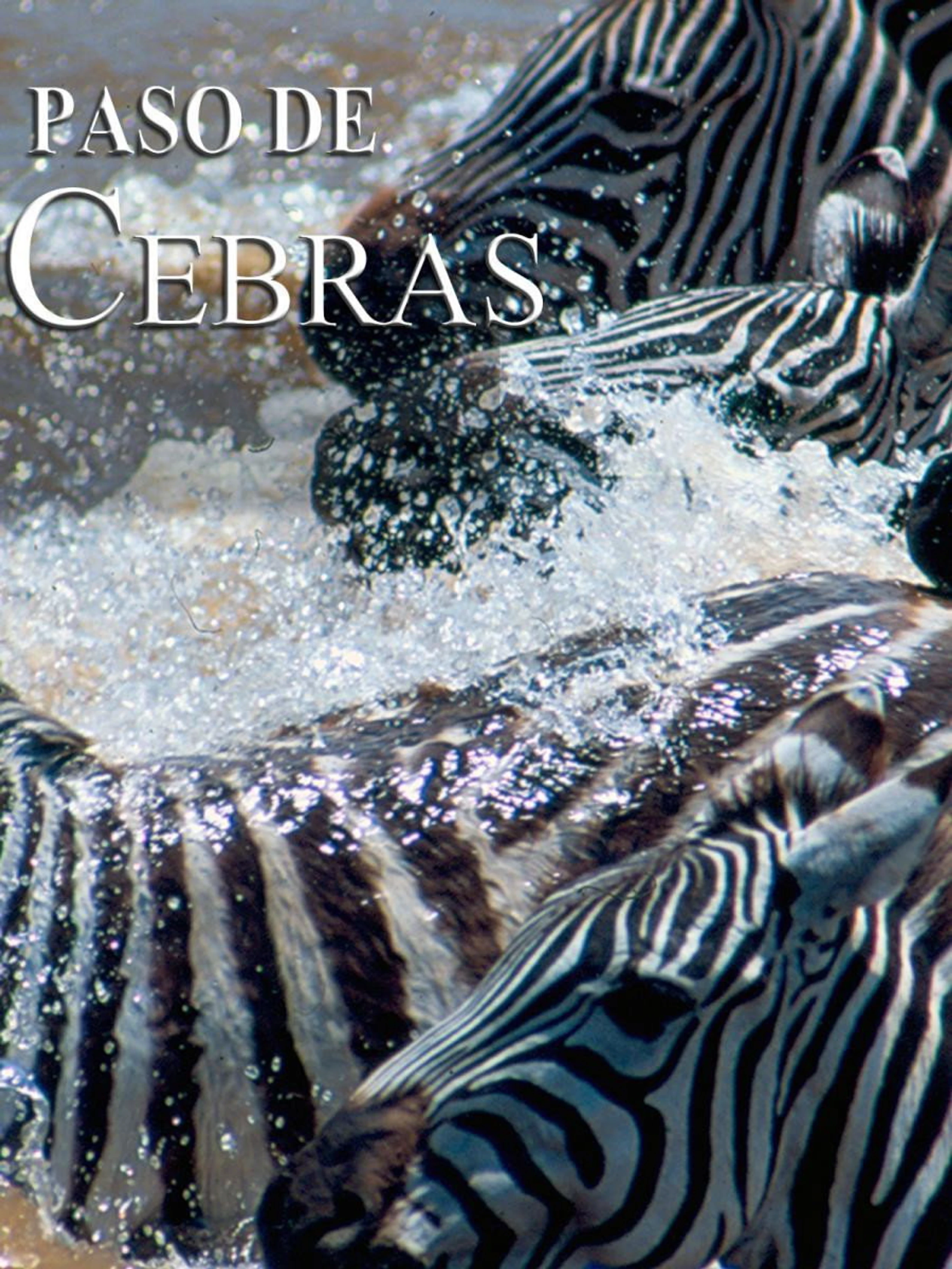Zebras on the move