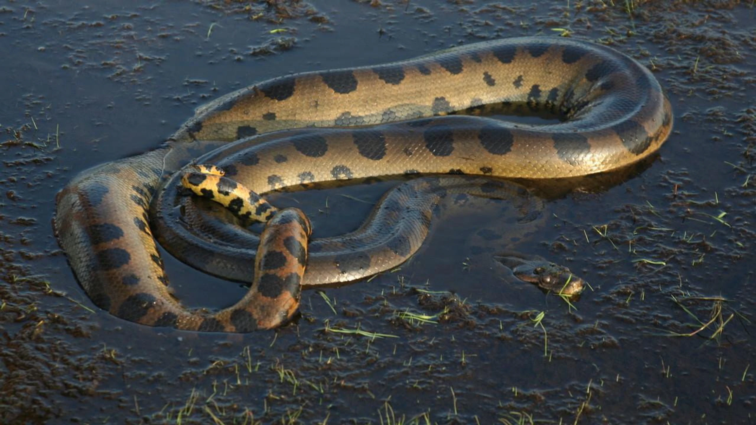 Anaconda: Queen of the Serpents