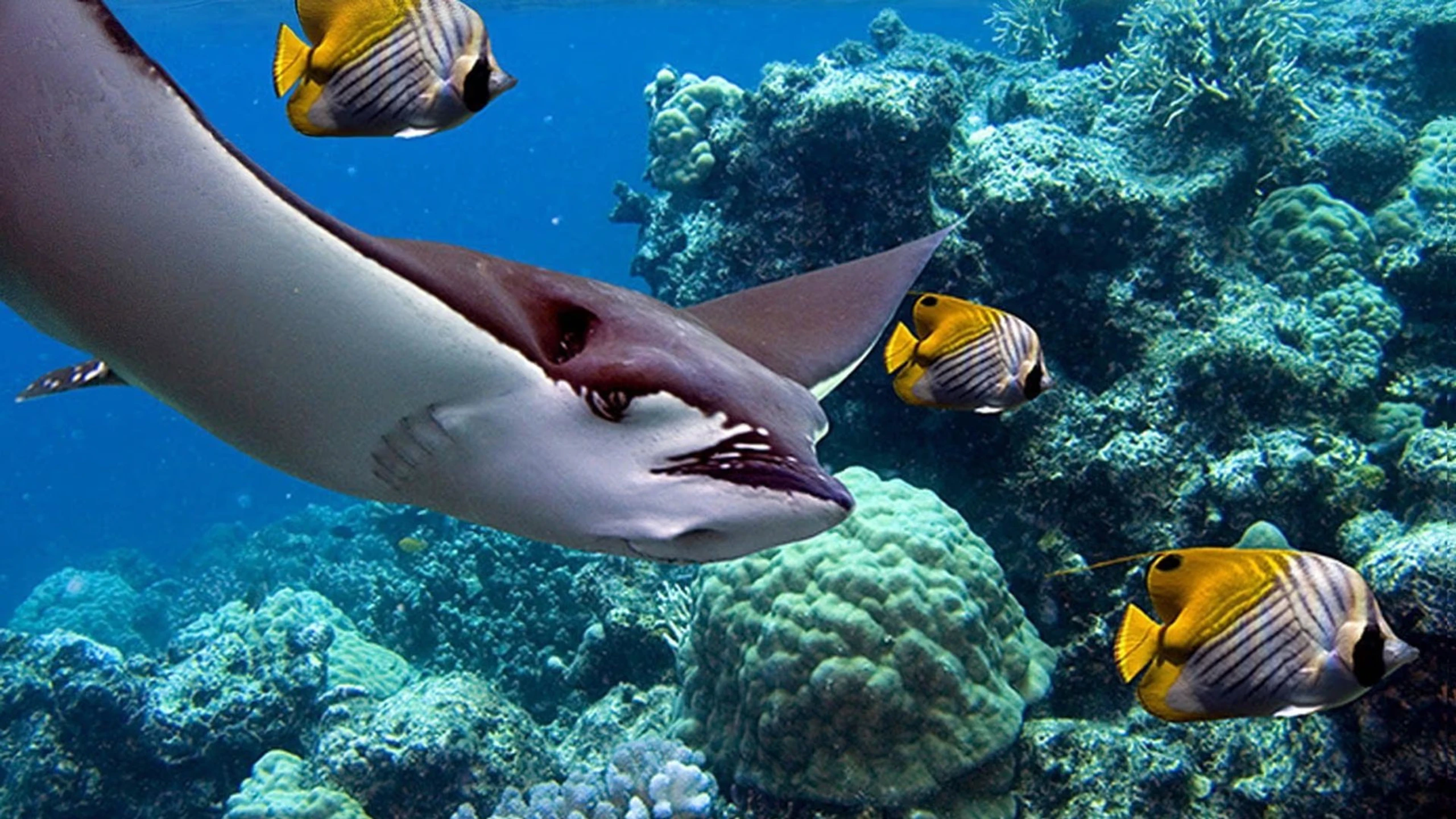 Papua - Die geheimnisvolle Insel der Kannibalen