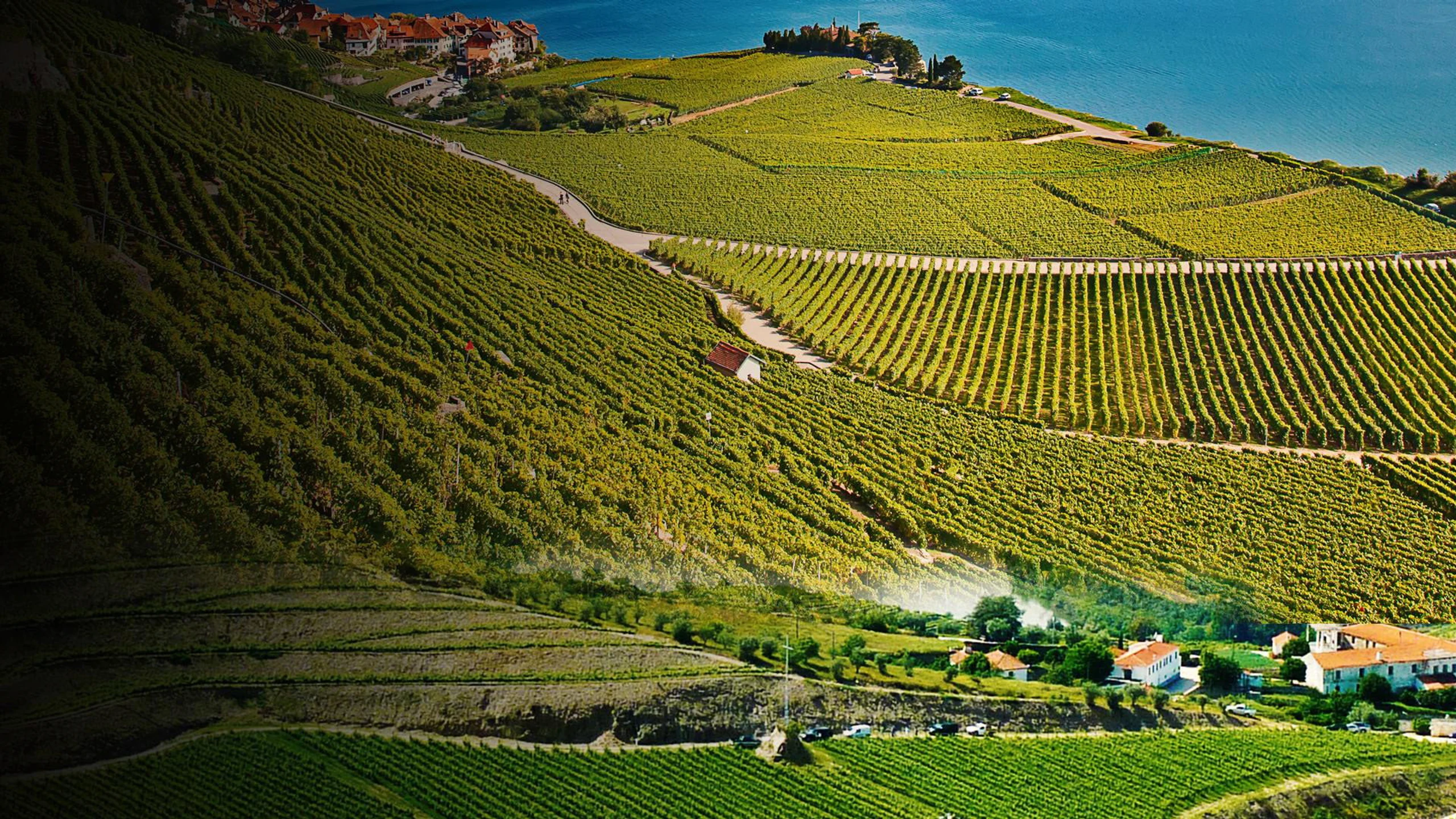 Die wunderbare Welt der Weine