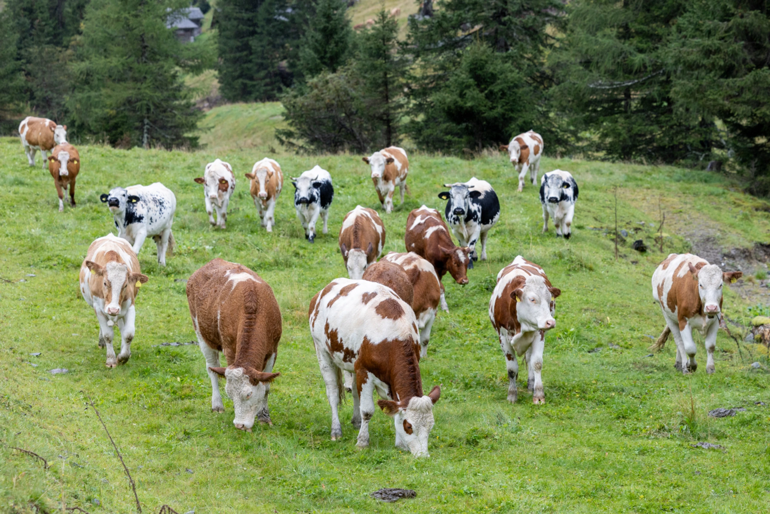 Dürre - Futterbestände durch Trockenheit bedroht
