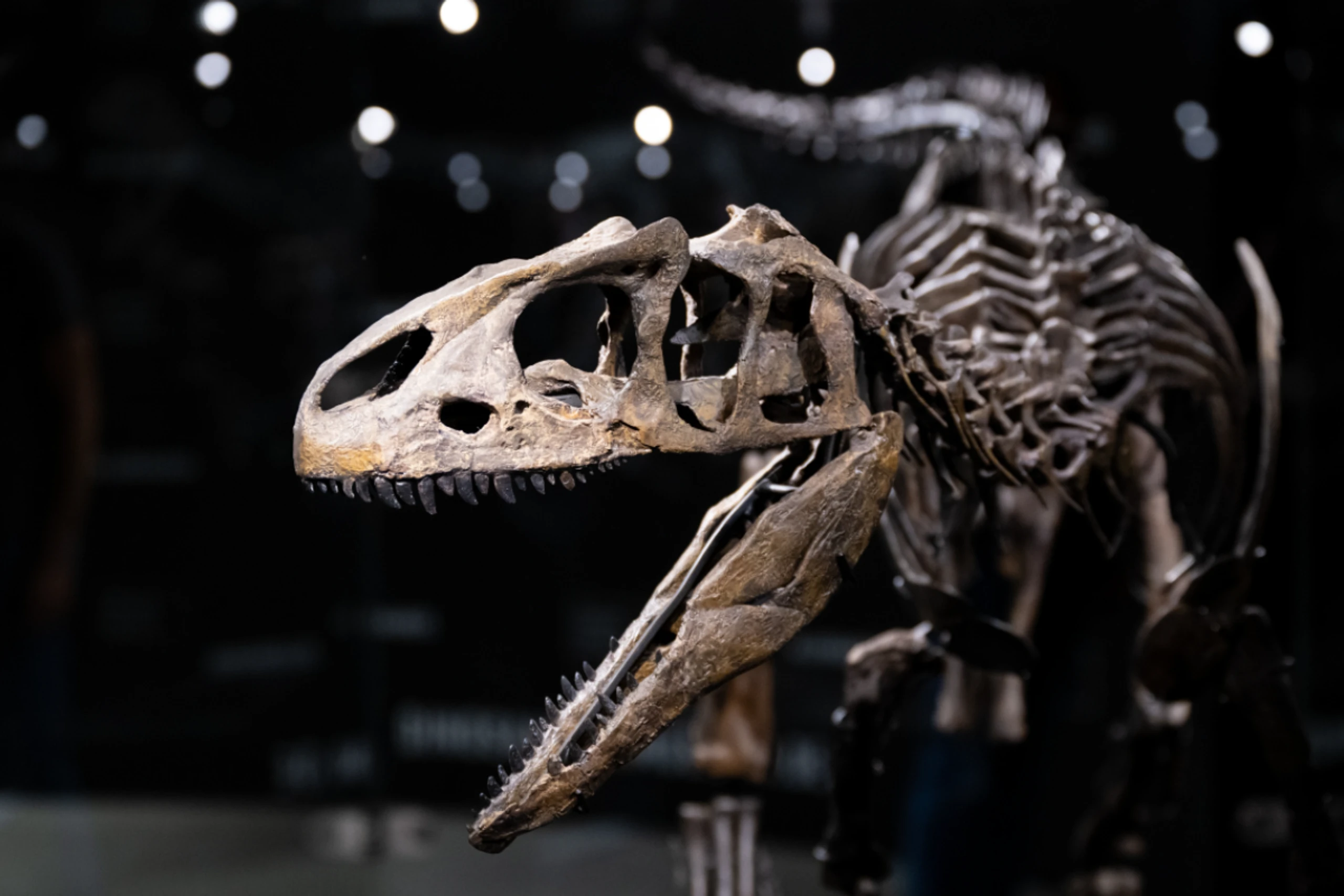 Skelett von einem jungen Allosaurier im Museum