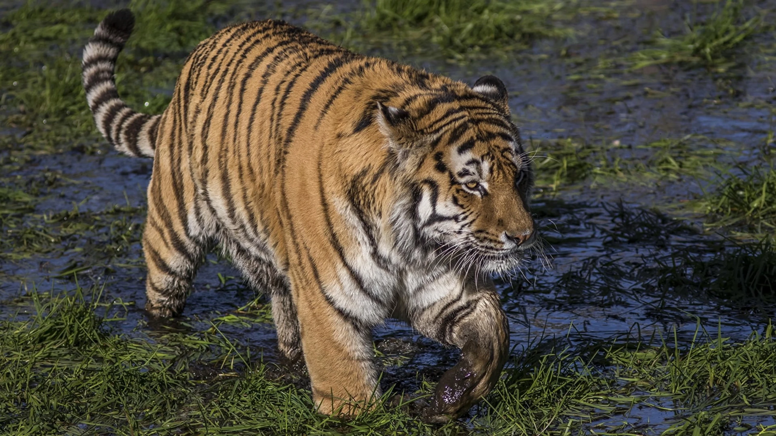 Tiger der Sümpfe