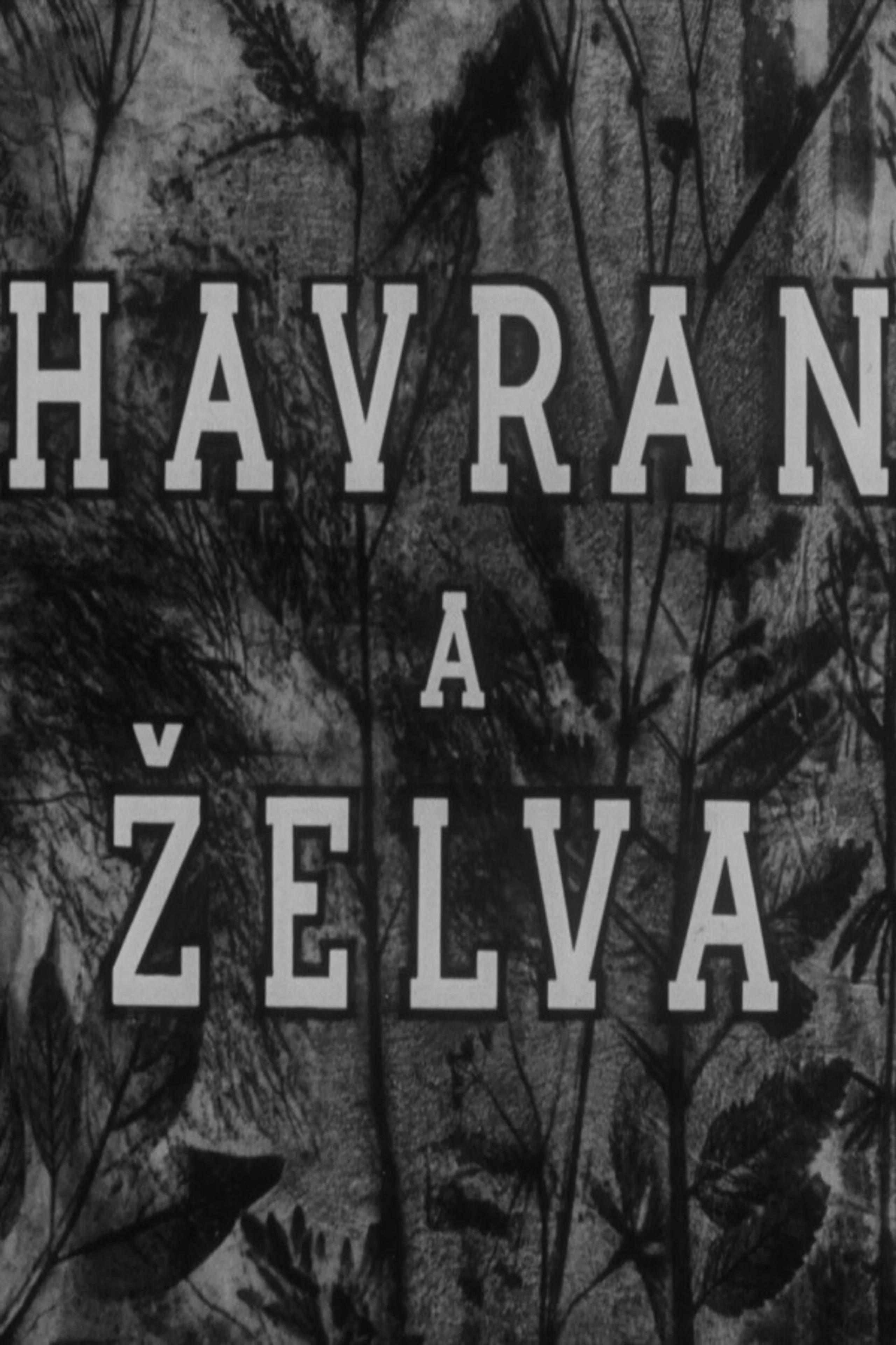 Havran a želva