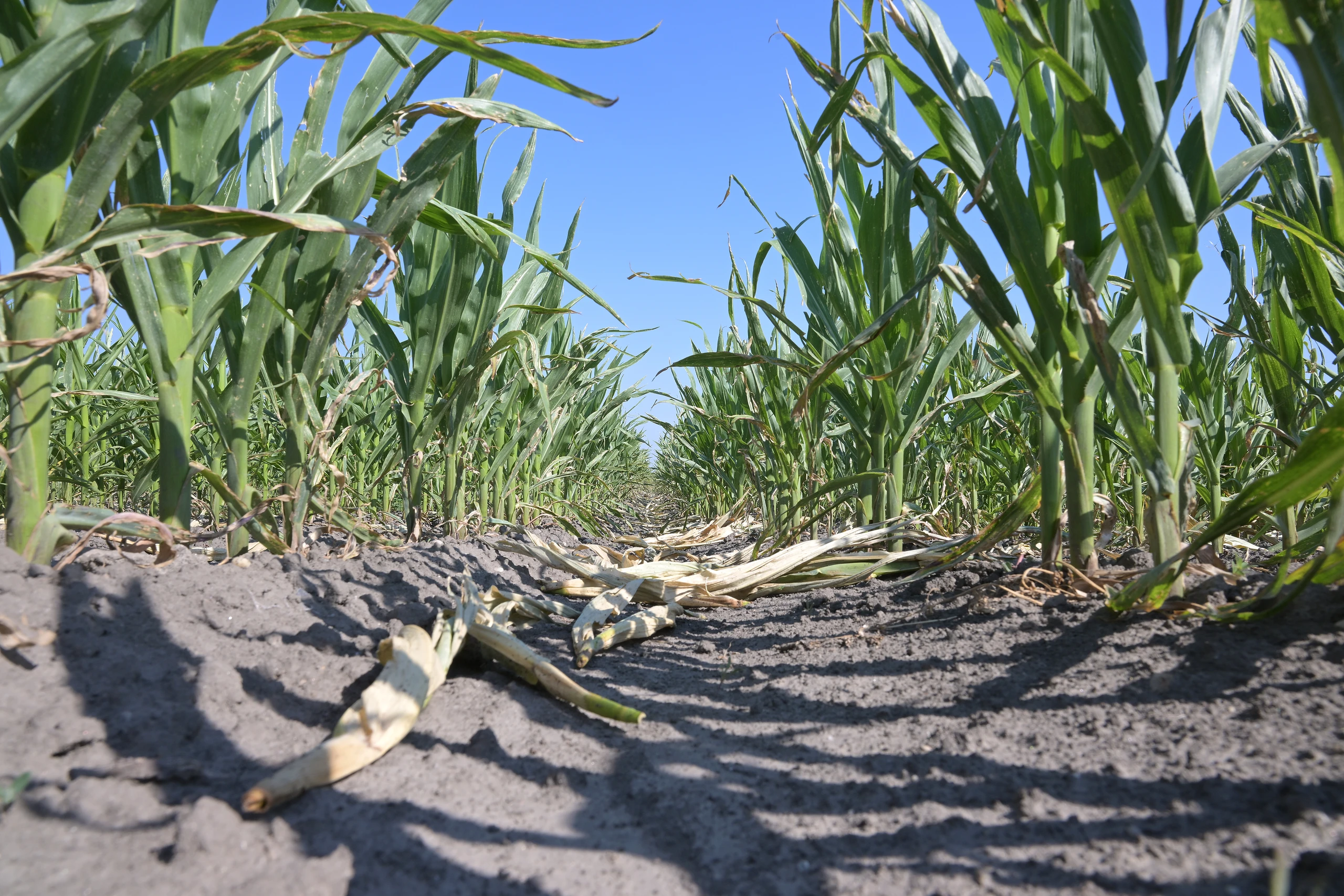 Dürre: Milliardenschaden für Landwirtschaft