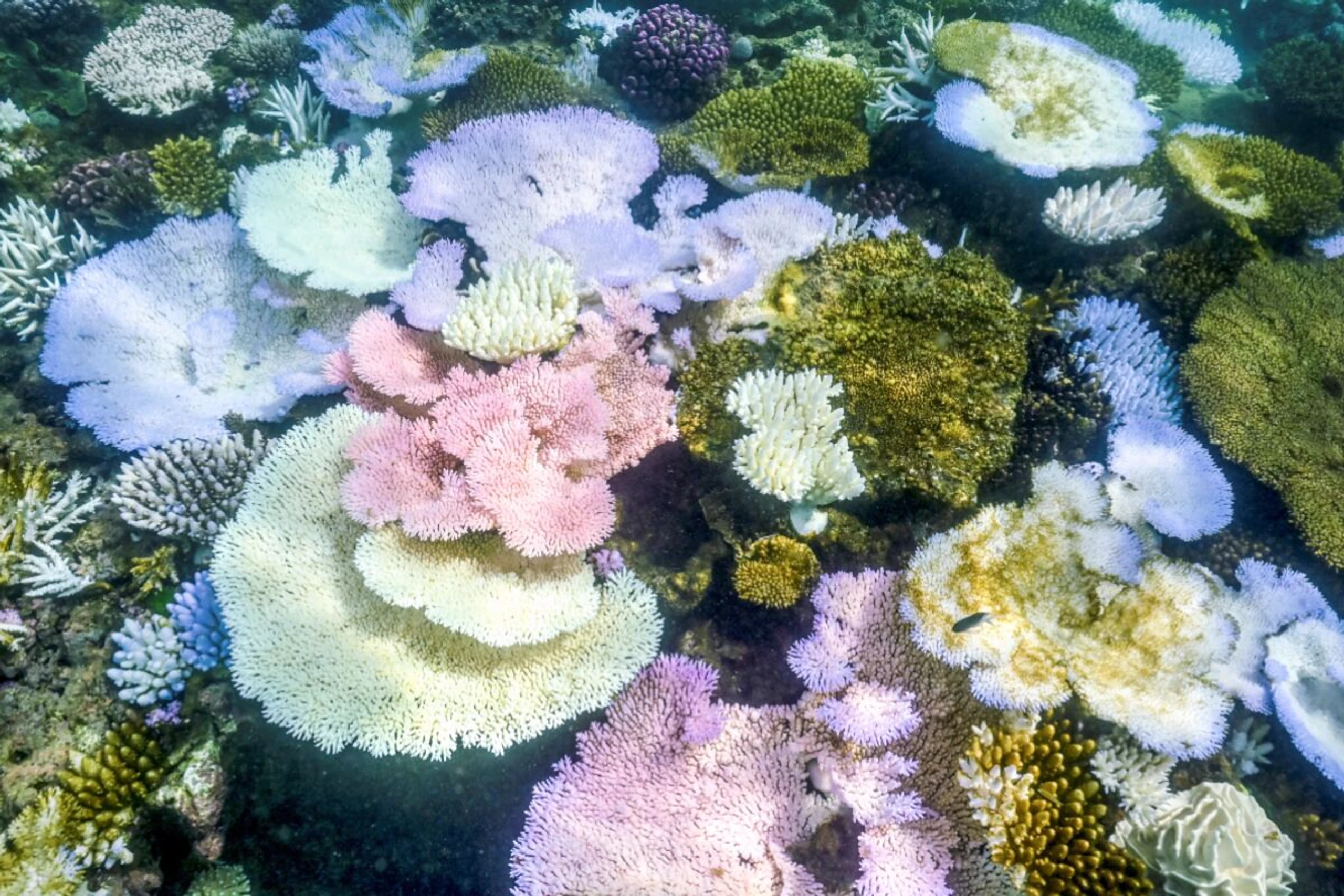 Naturwunder wegen der Meereserwärmung zunehmend in Gefahr