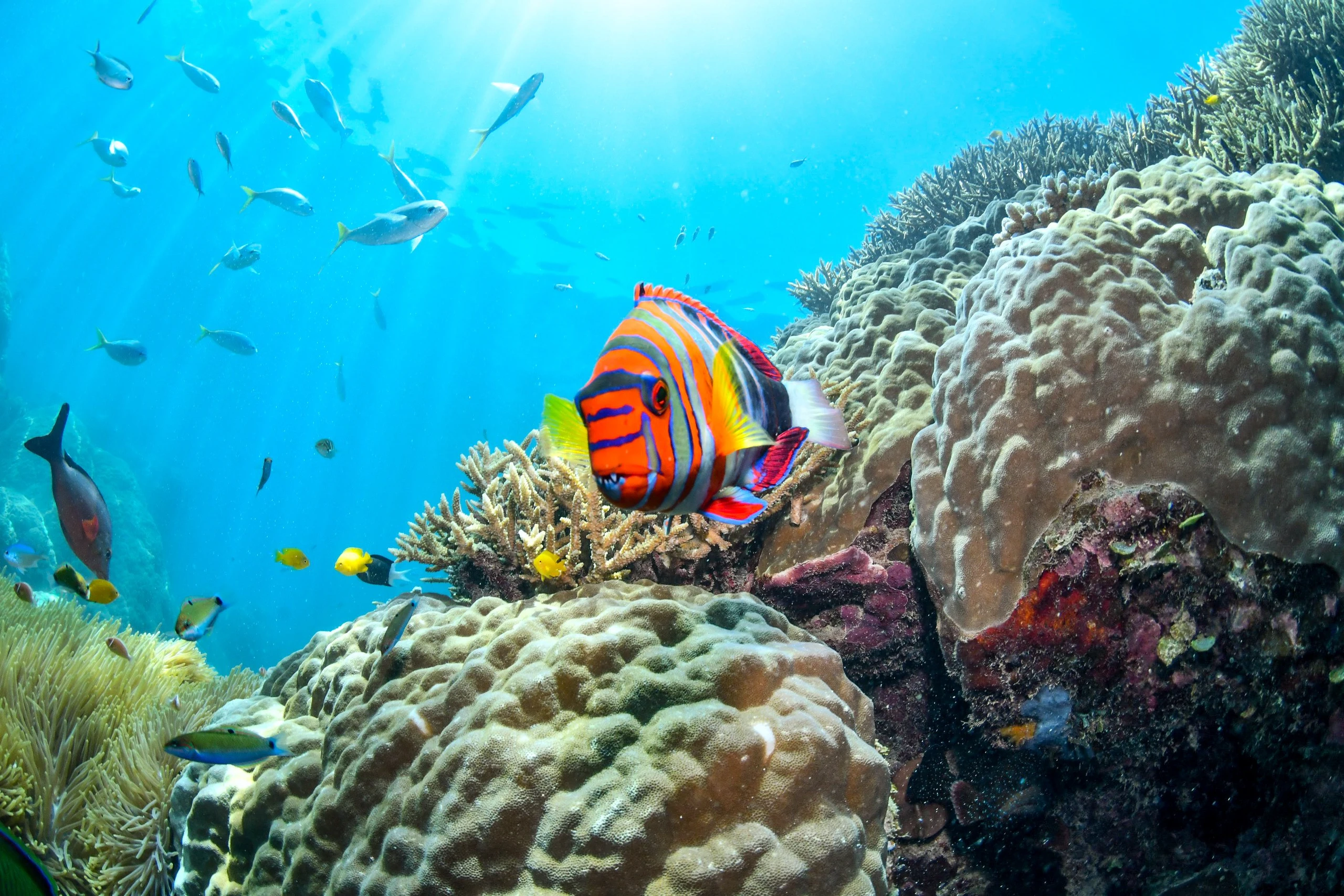 Korallen am Great Barrier Reef erholen sich nach Abkühlung