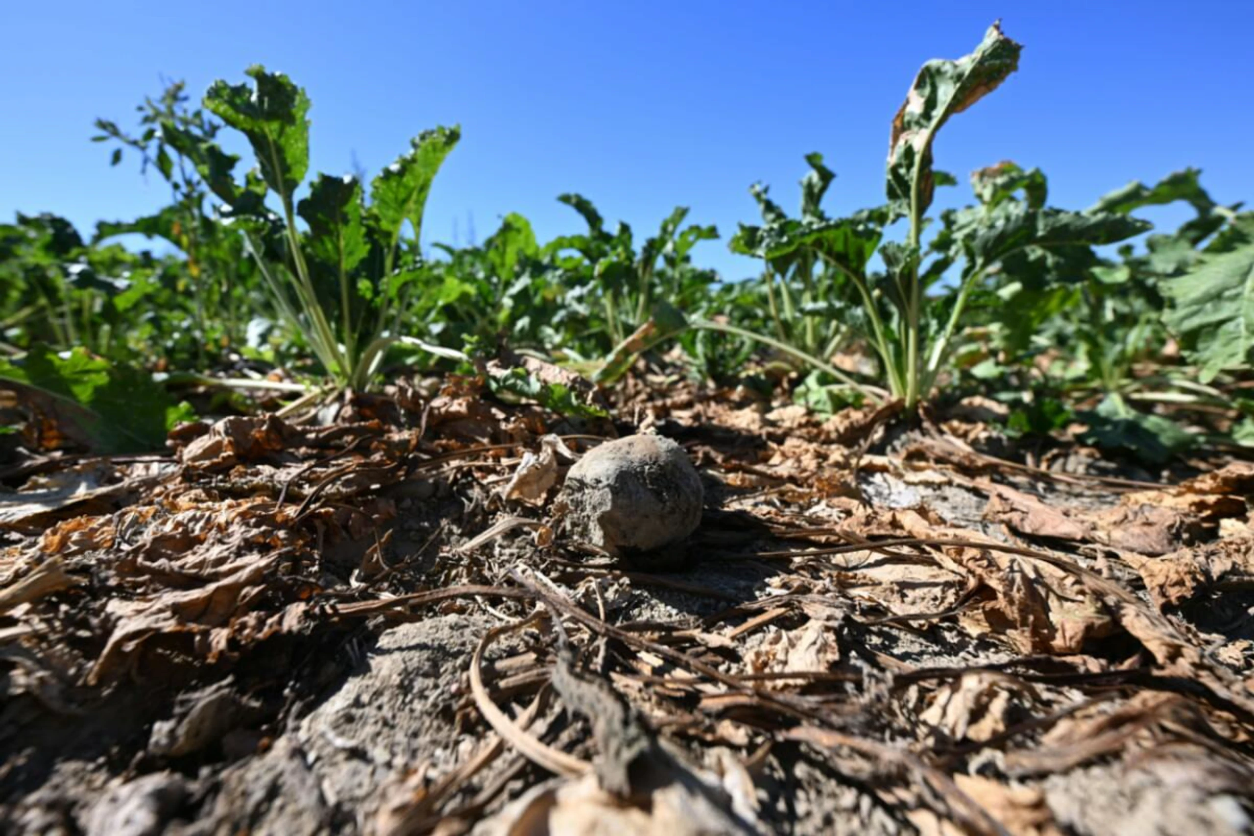 Zuckerrüben brauchen noch viel Niederschlag im August und September