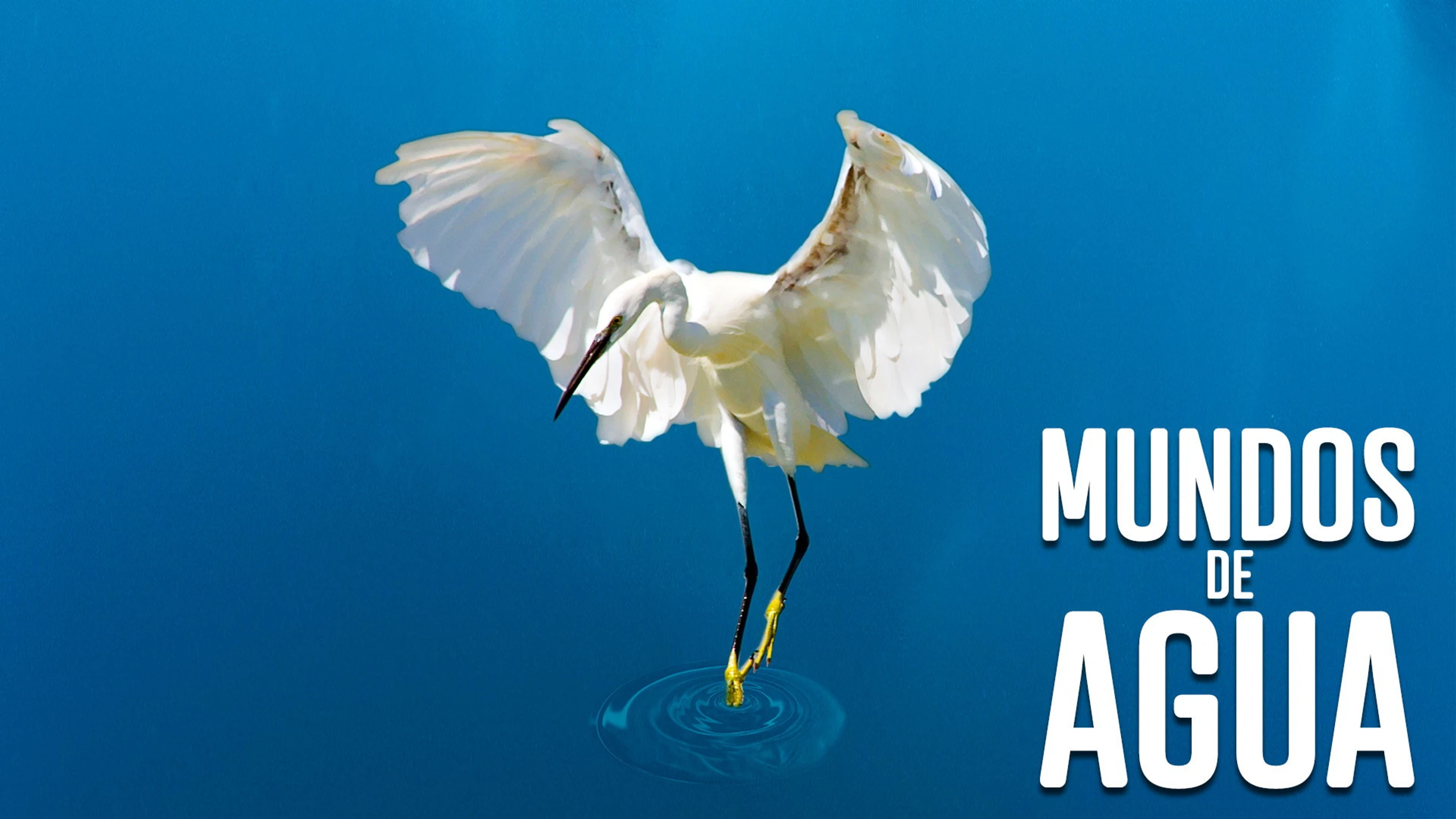 Water Life: Die Wiege des Lebens