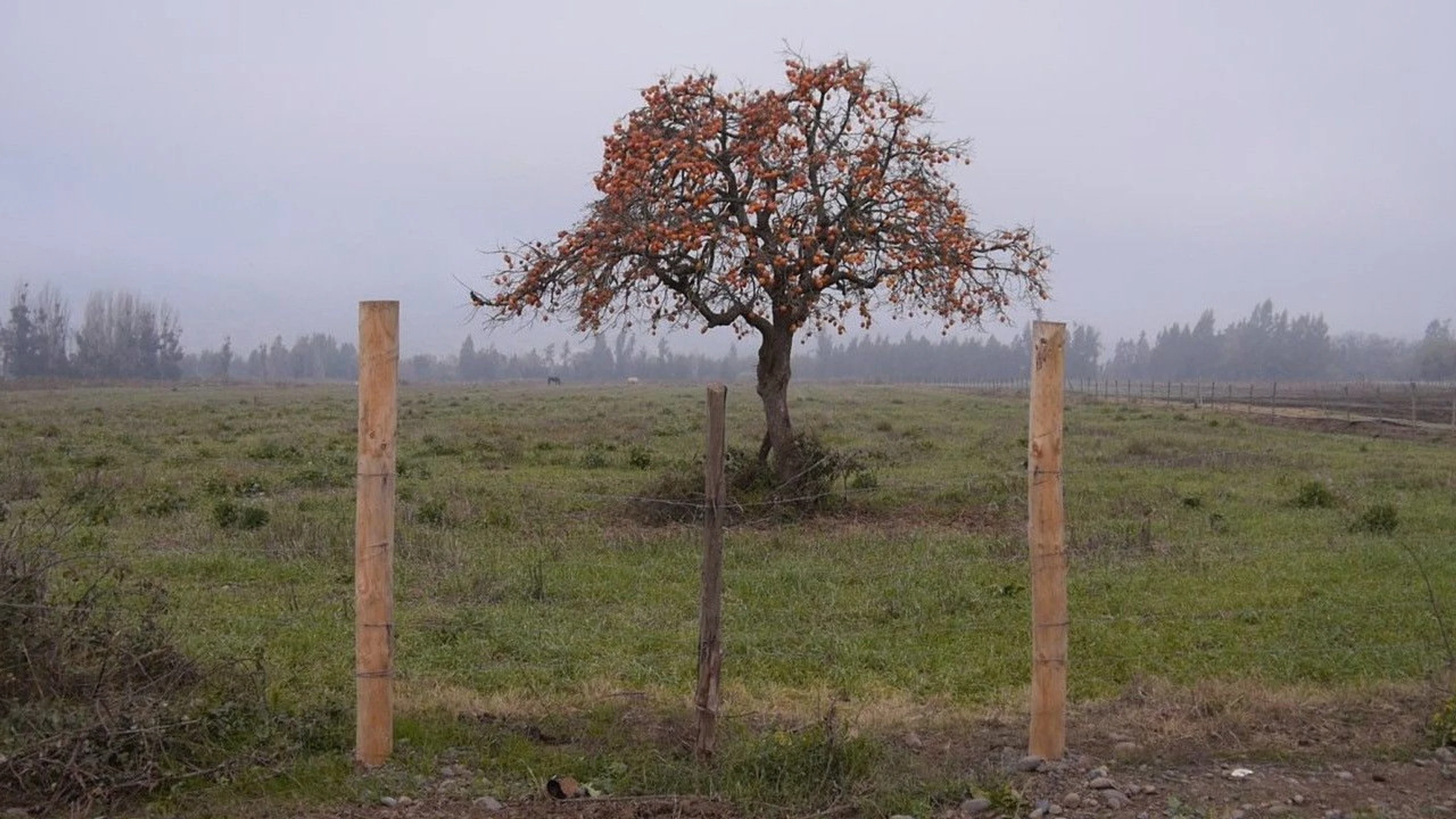 El veterano