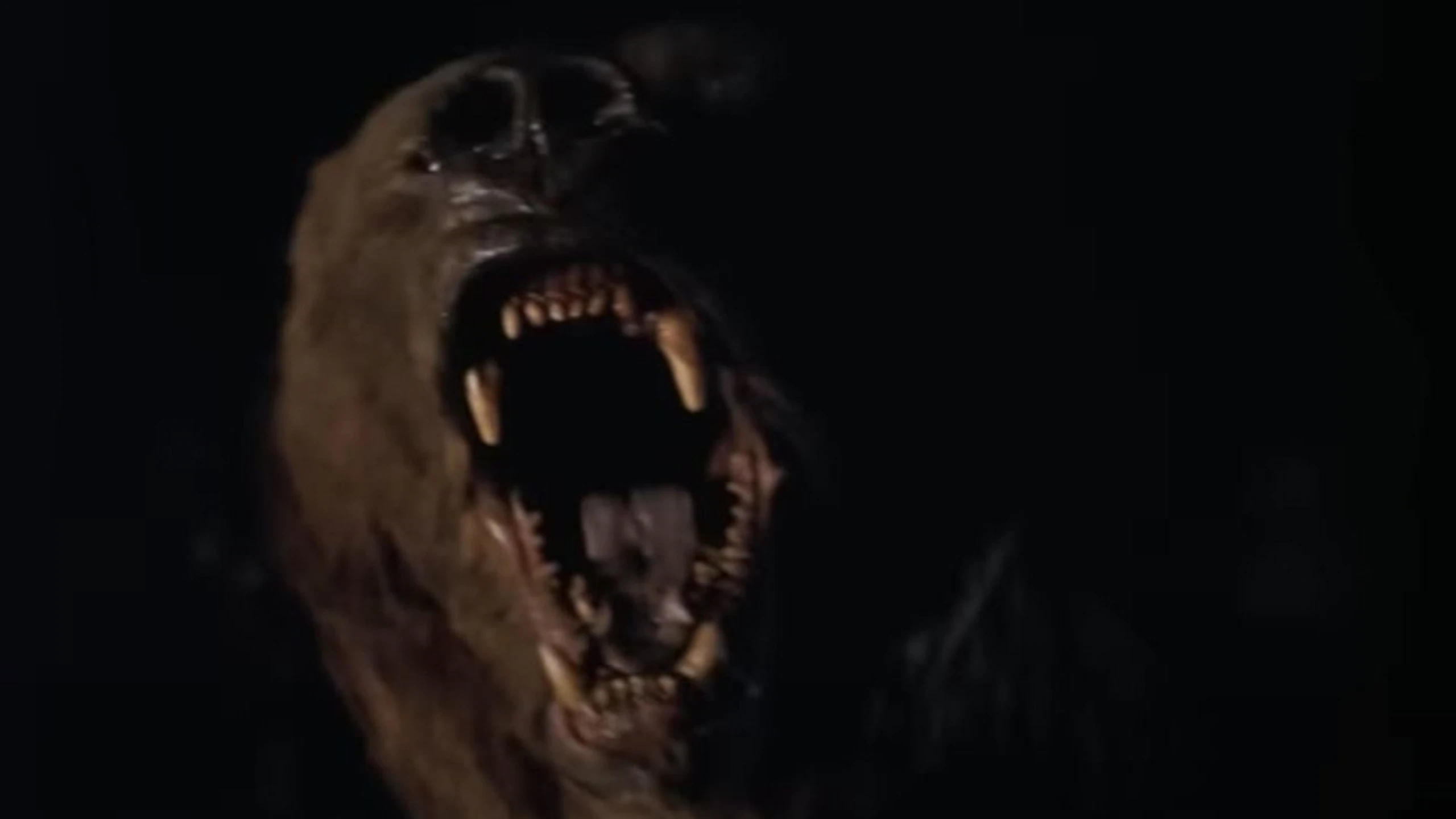 Wild Grizzly