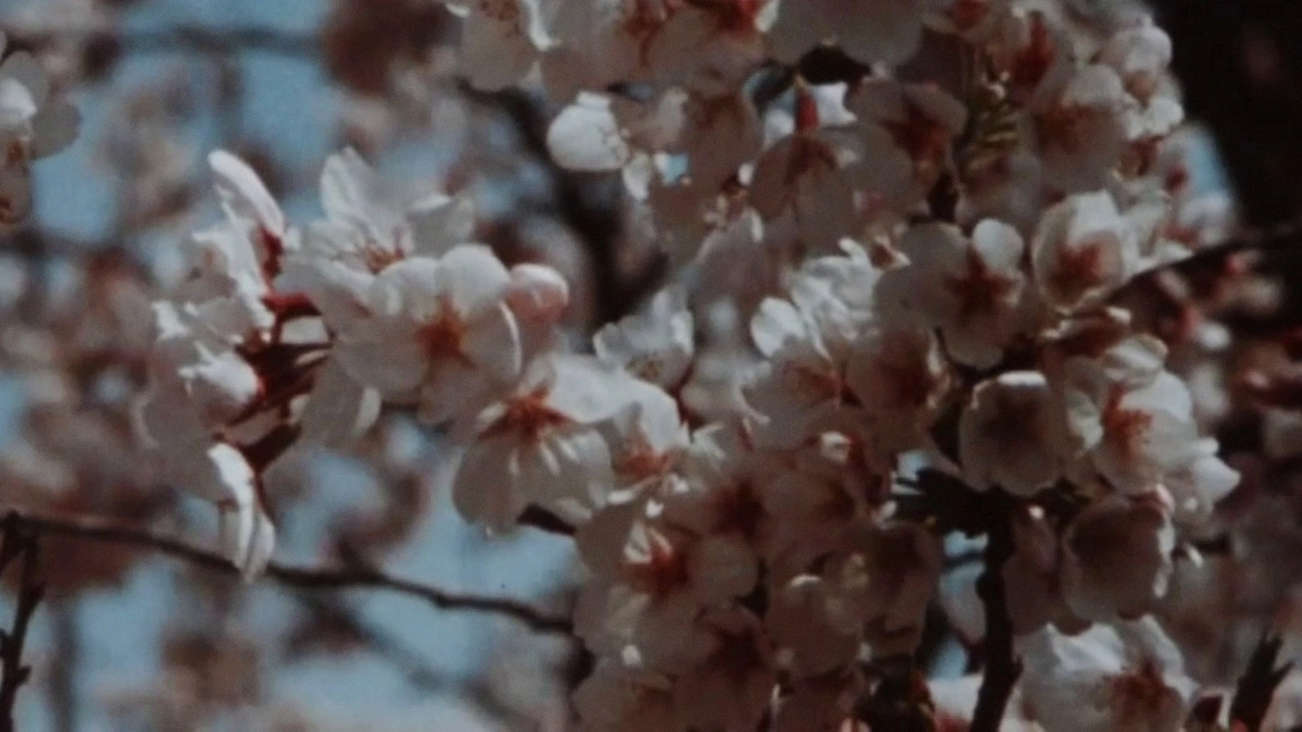 Sakura, Sakura
