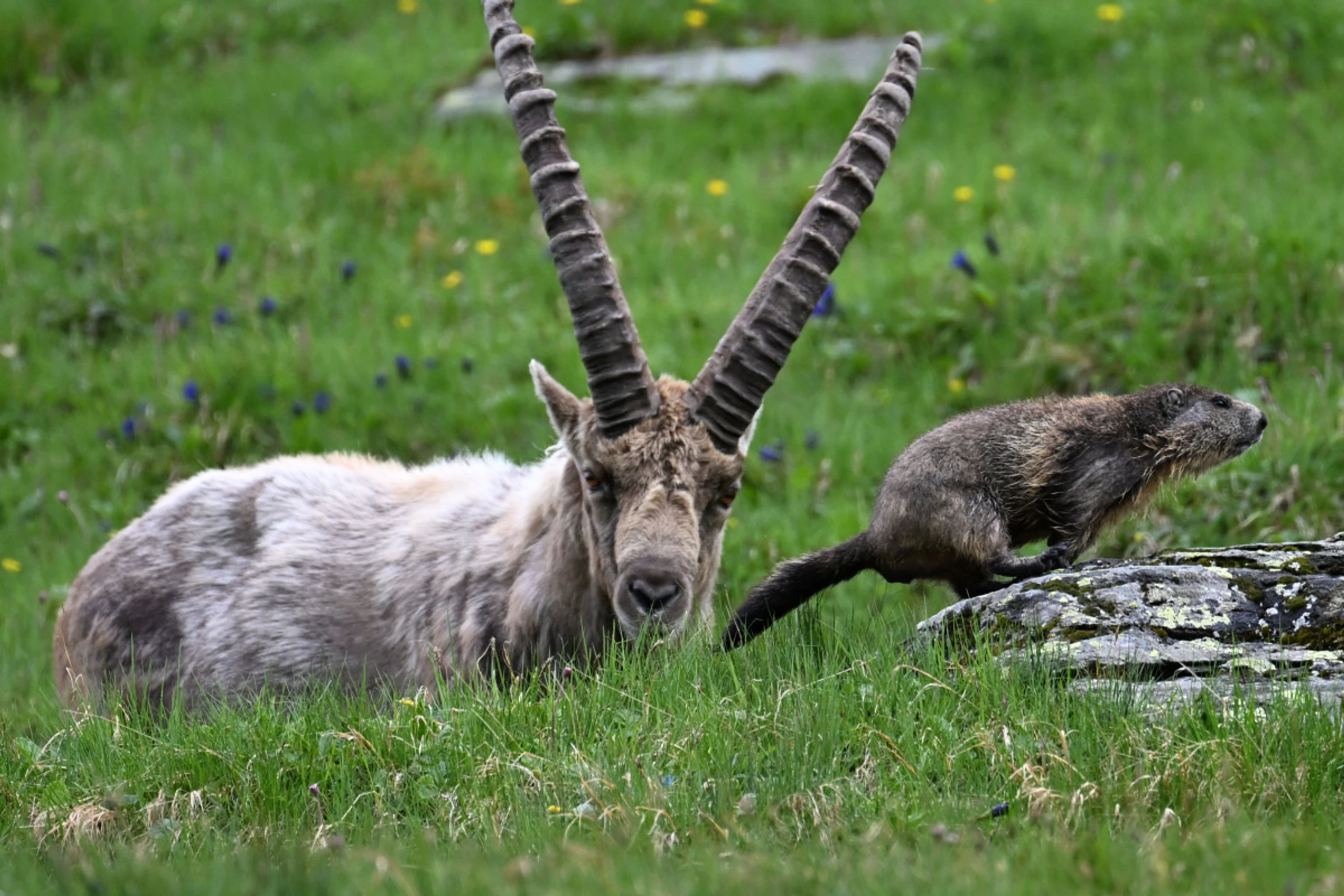 Steinbock und Murmeltier können mittlerweile kaum ausweichen