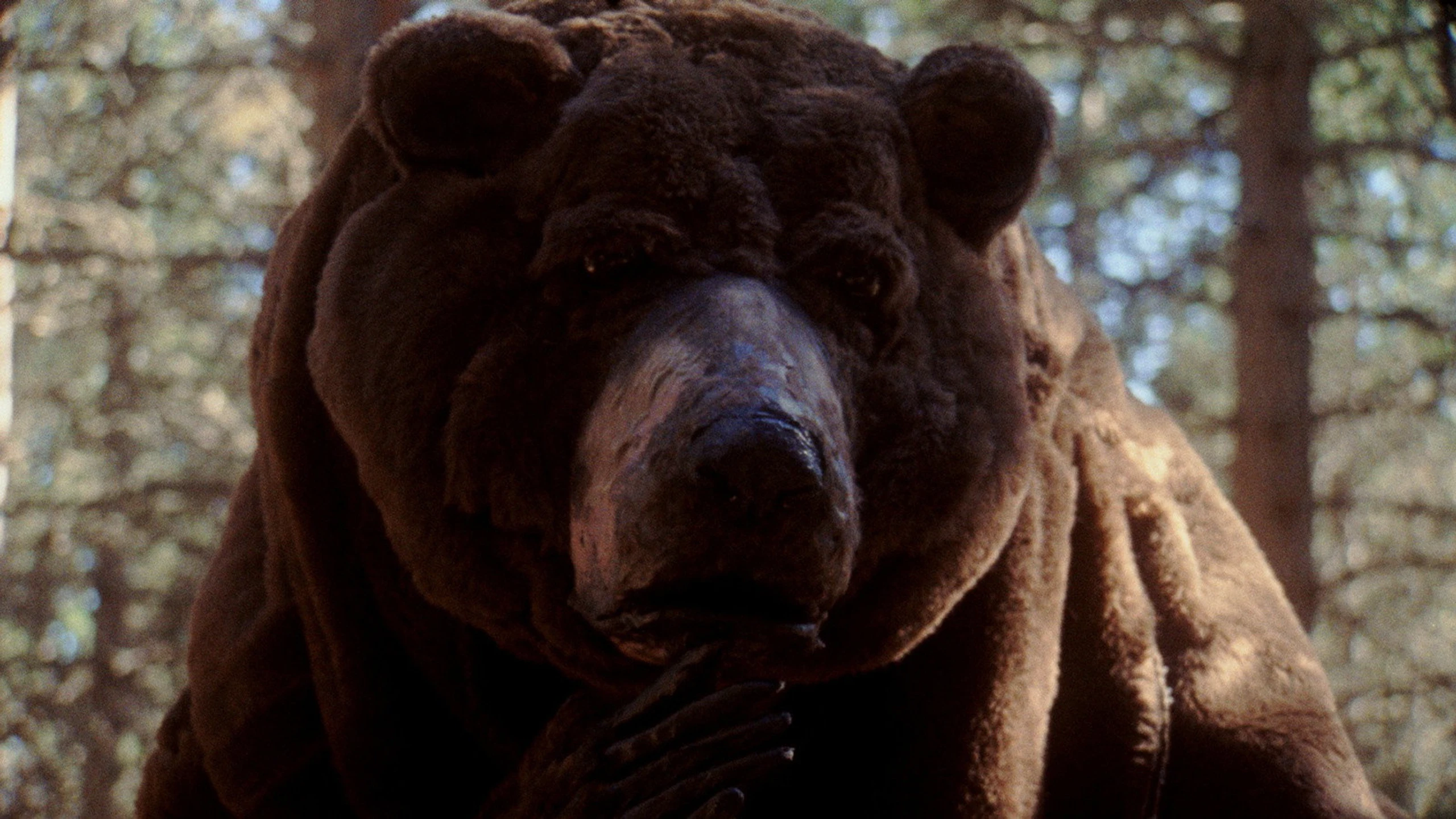 Oso