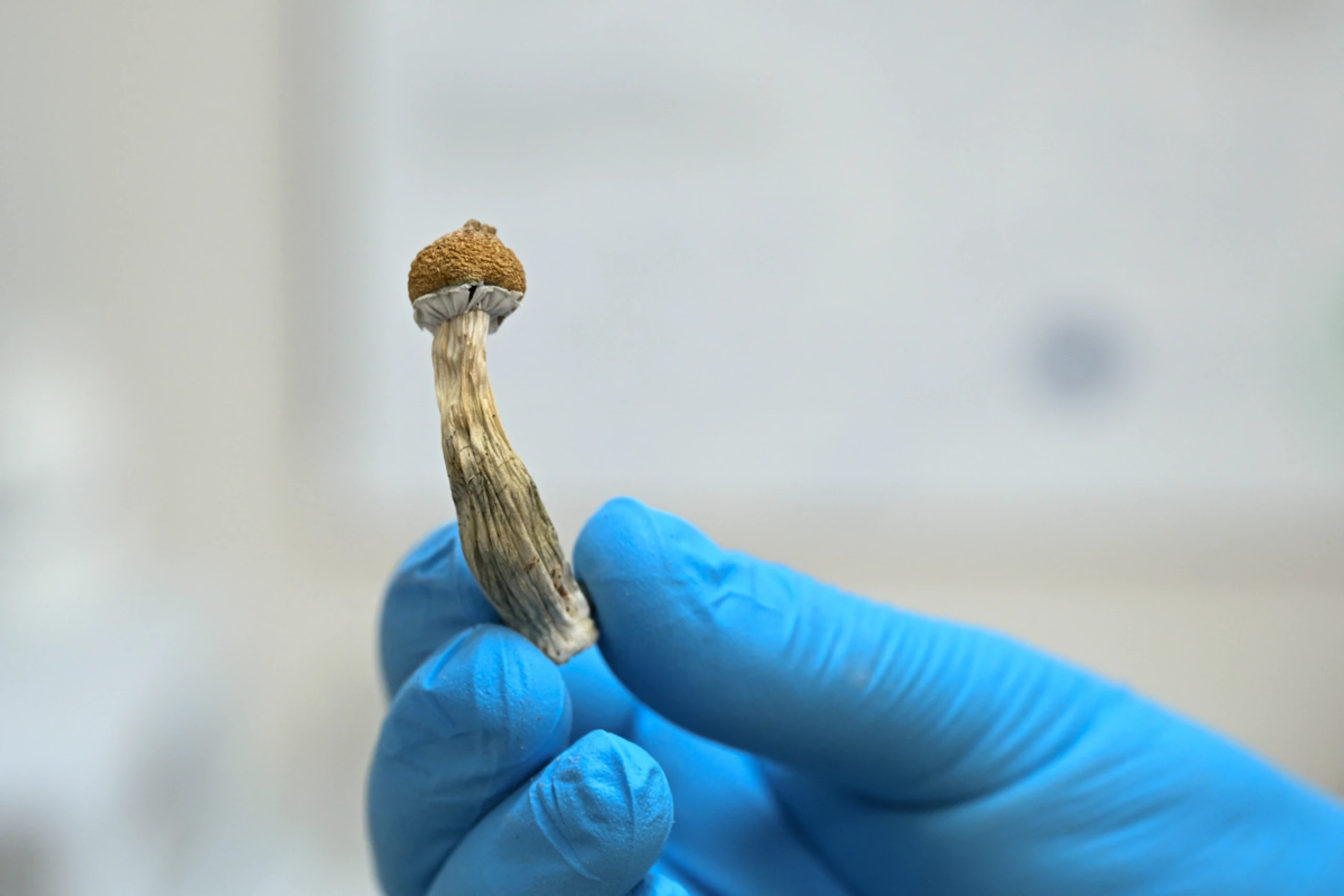 Wirkung von Psilocybin wurde mittels Hirnscans untersucht