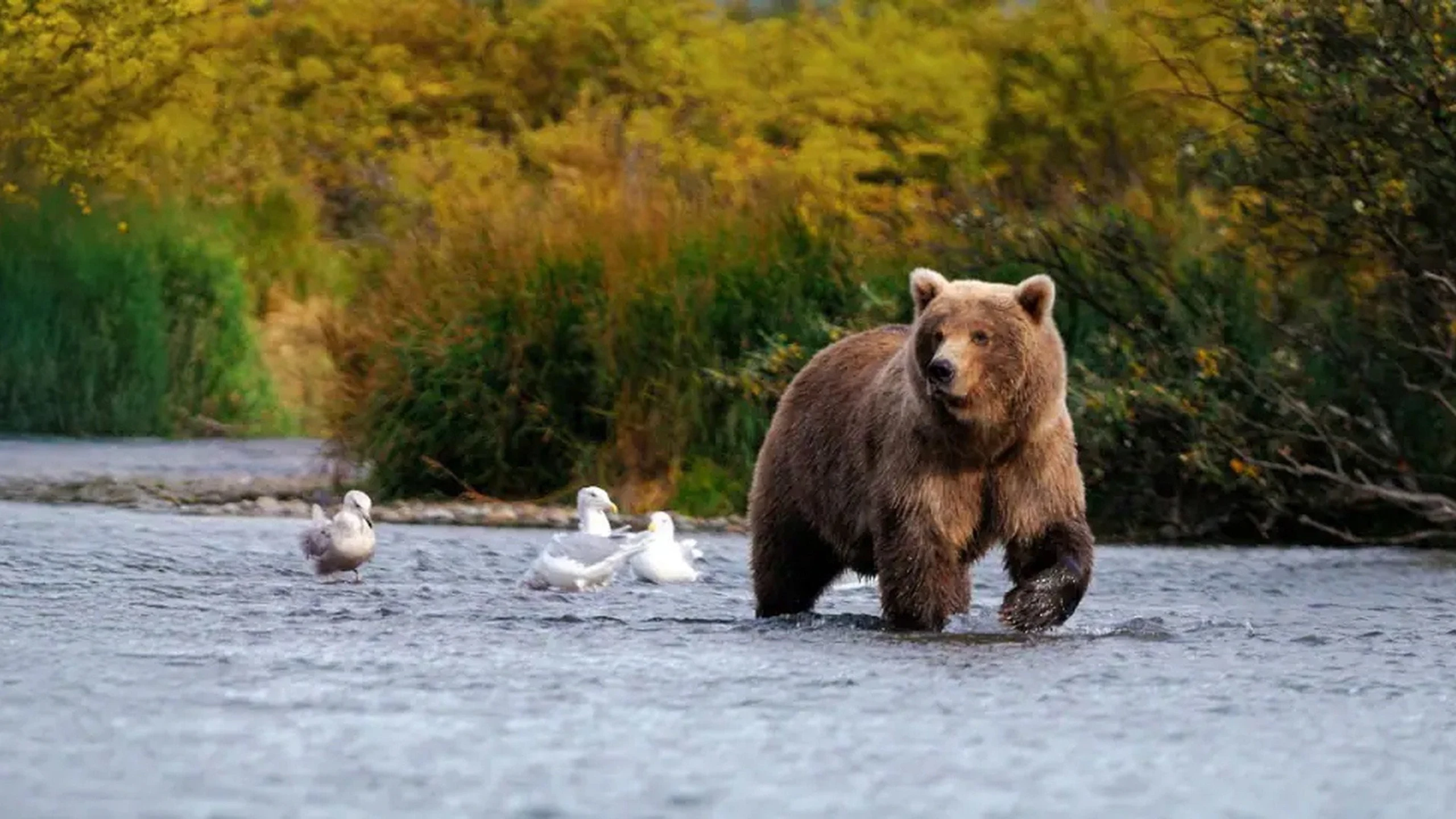 Wildes Alaska