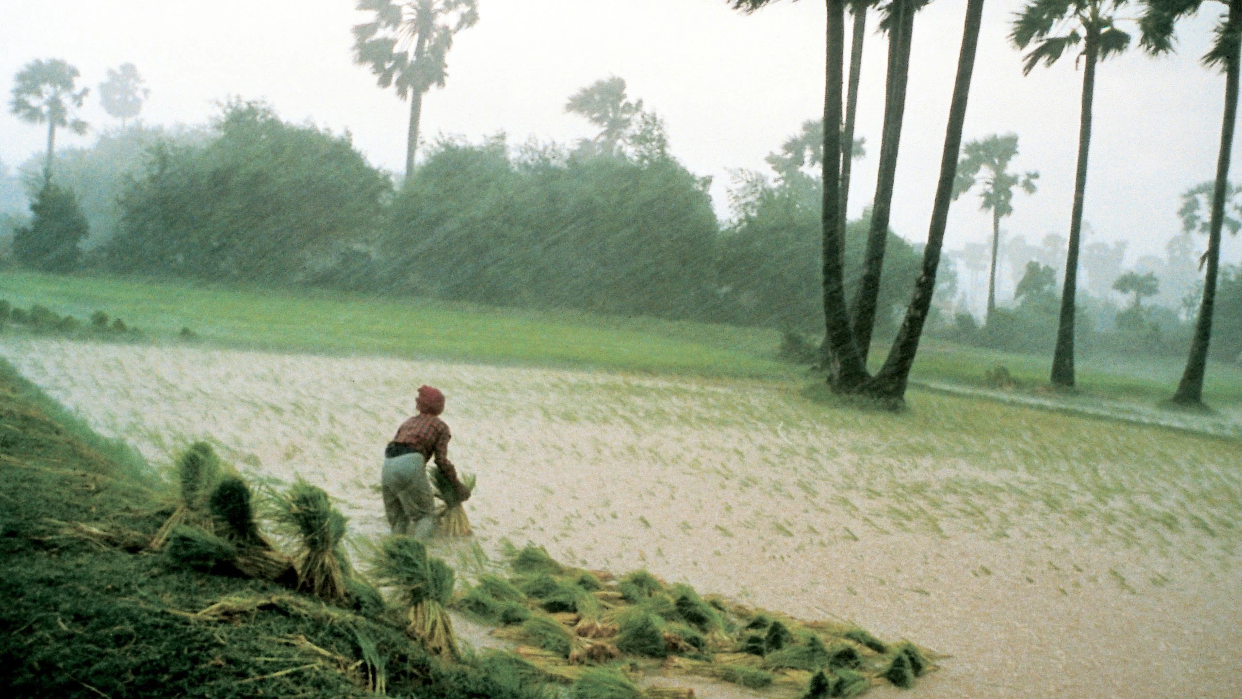 The Rice People