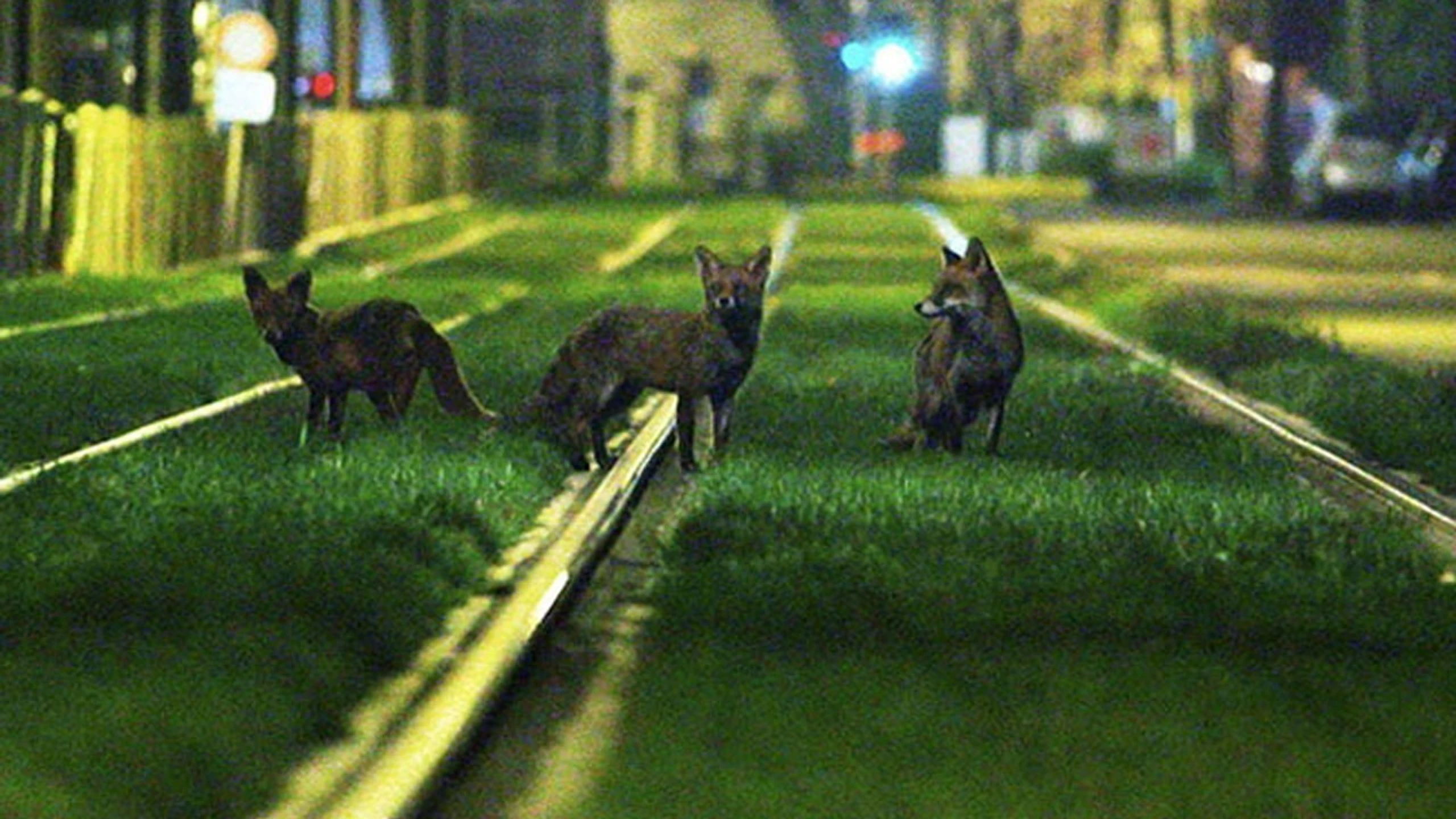 Brussels, the Wild Side