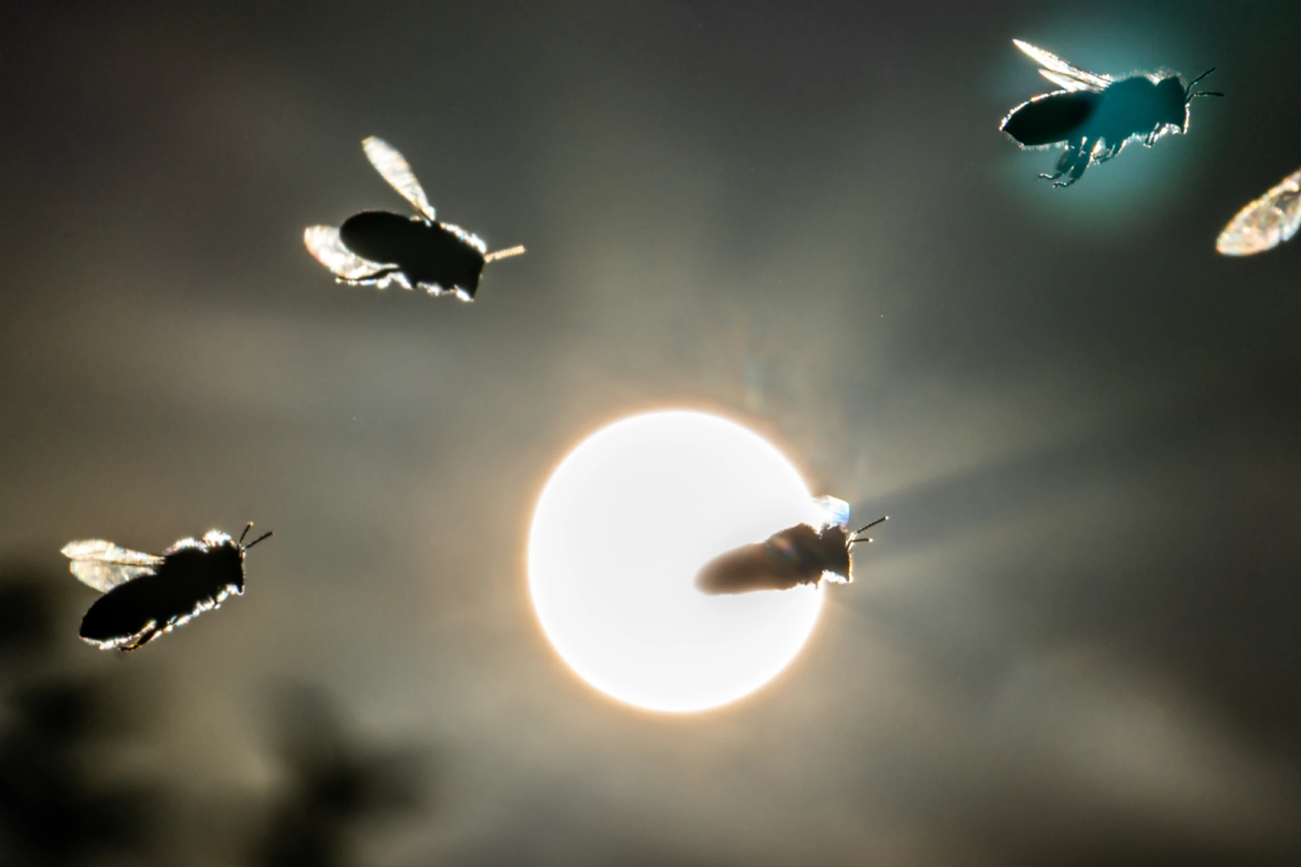 Welser "Insektenfirma" Reploid erreichte 2025 Gewinnzone