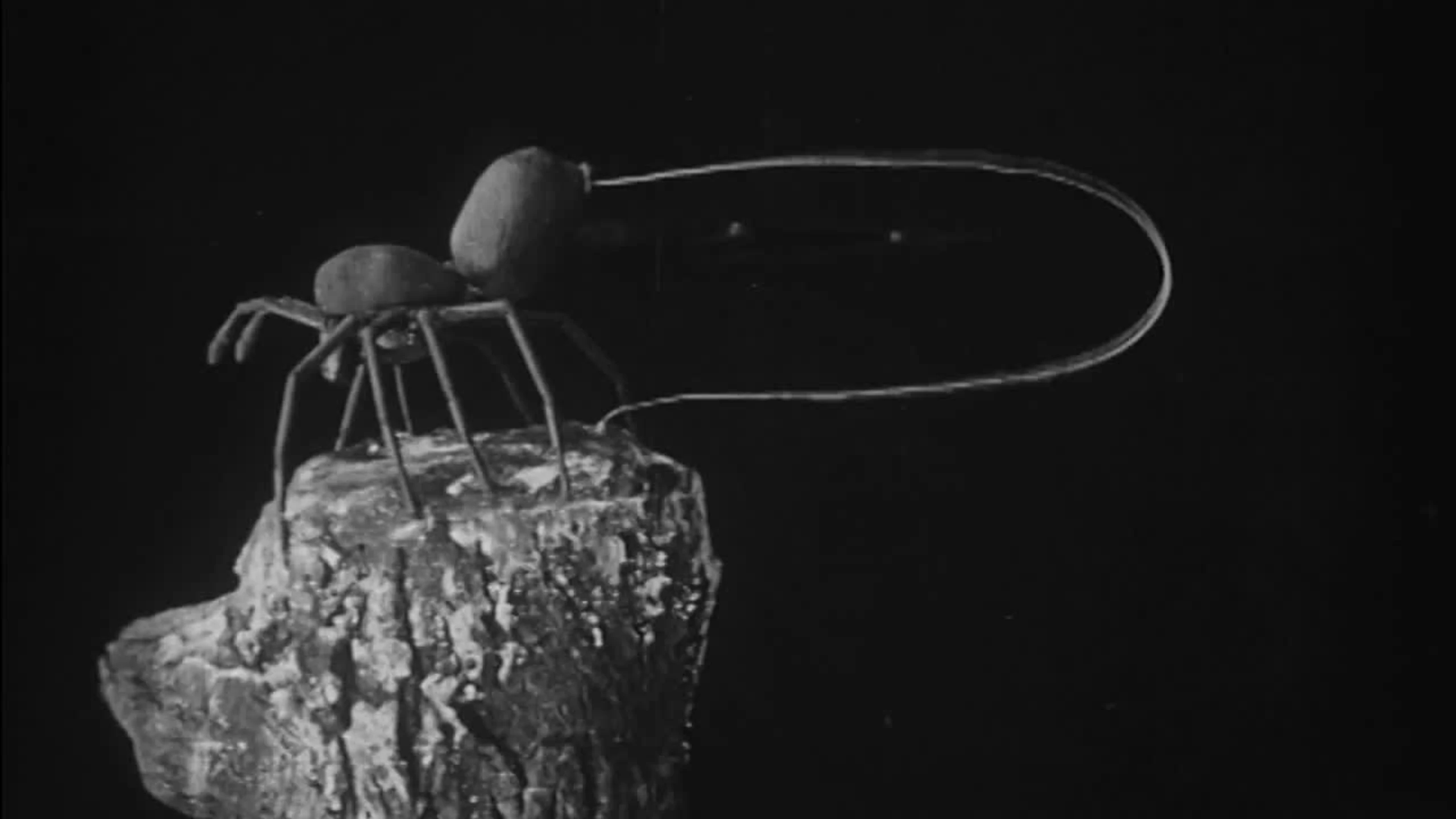 Urban Science: To Demonstrate How Spiders Fly
