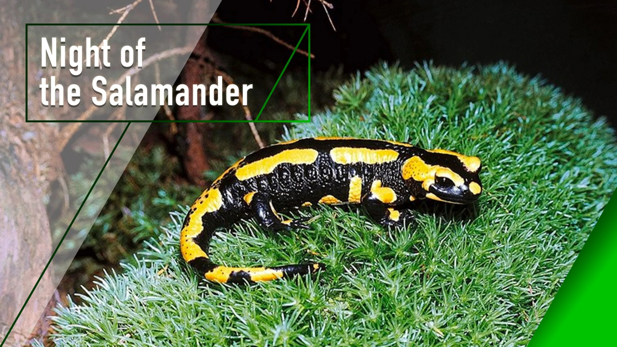 Night of the Salamander