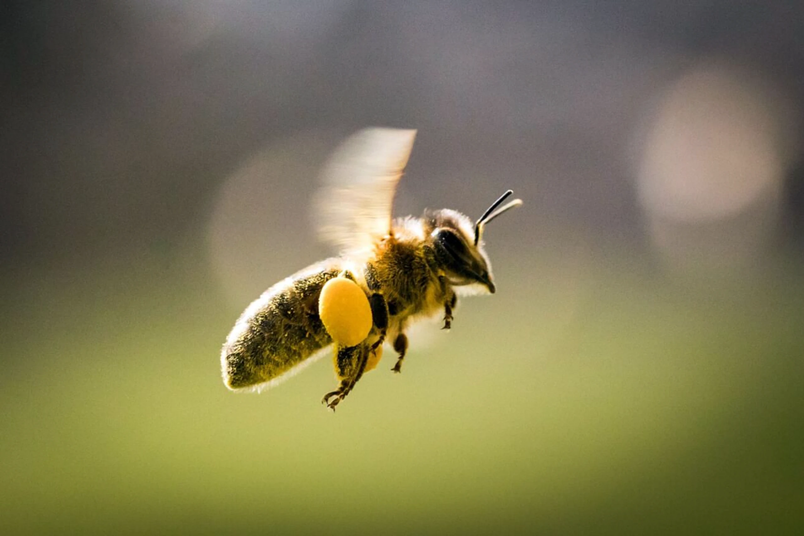 Gletscherschwund könnte Krankheiten bei Bienen verbreiten