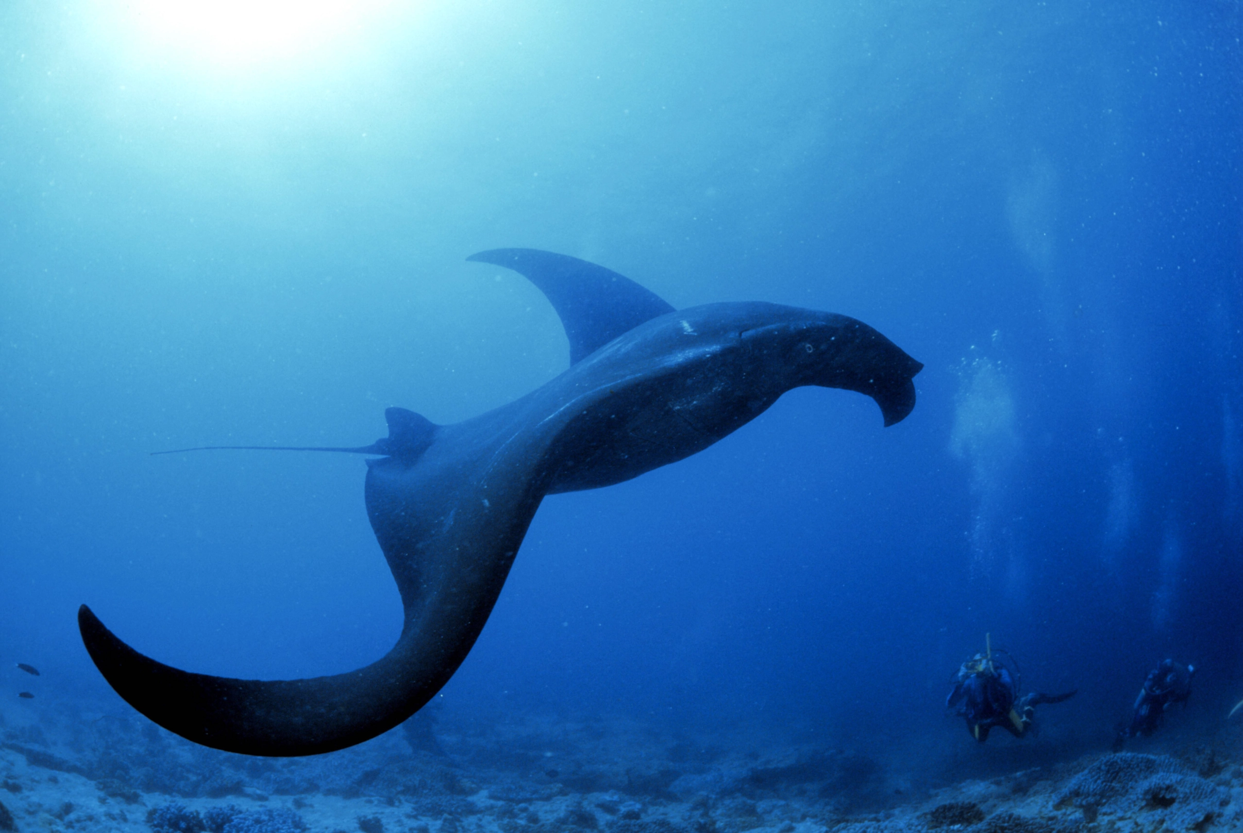 Manta, Manta: Zu den Riesenrochen im Baa-Atoll
