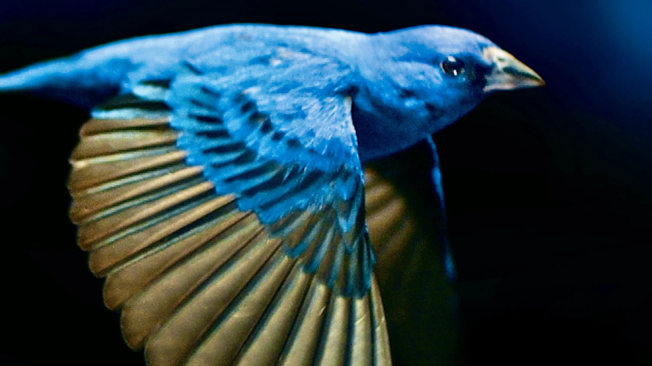 Das Verschwinden der Singvögel