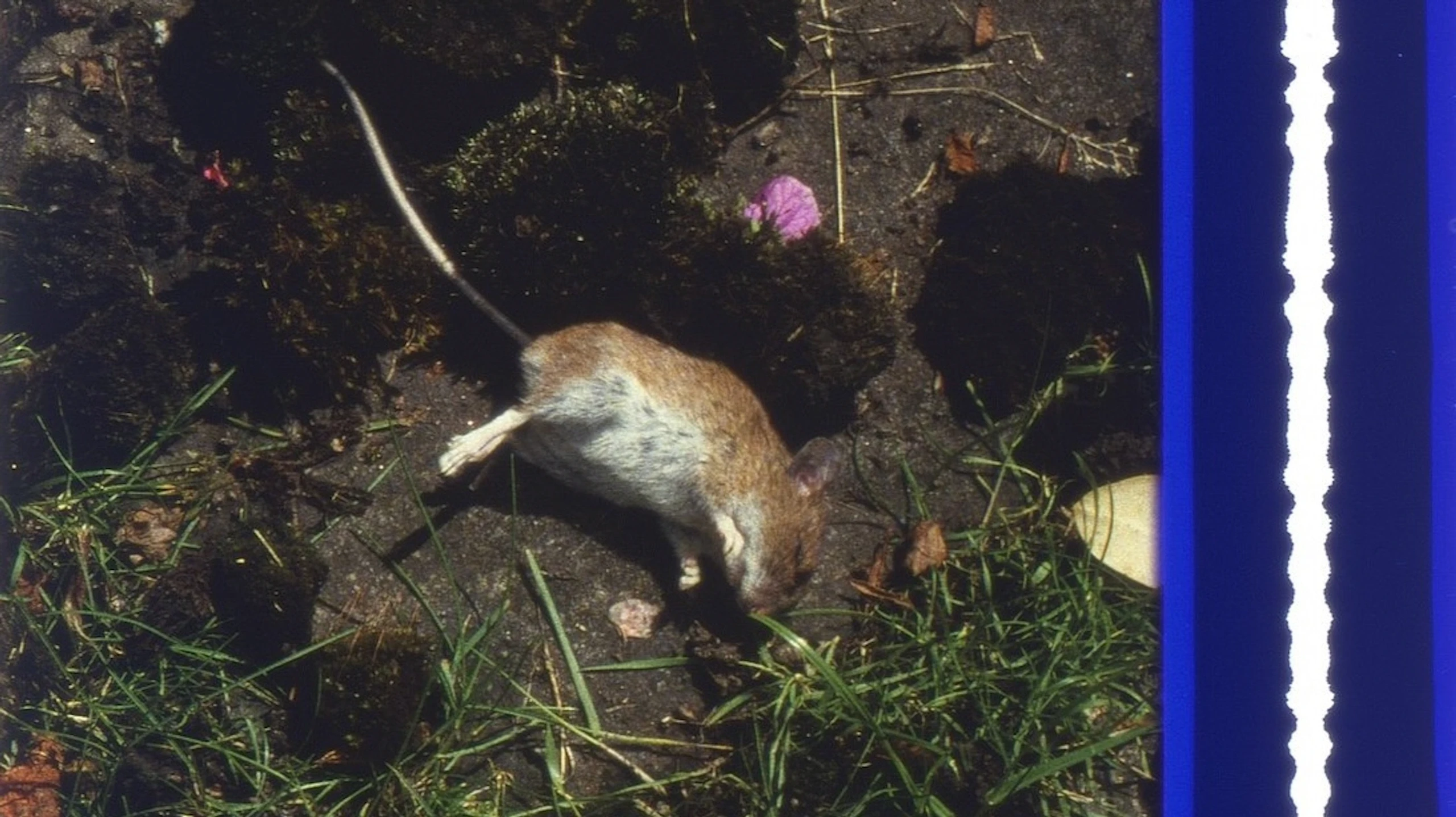 Origin of the Species