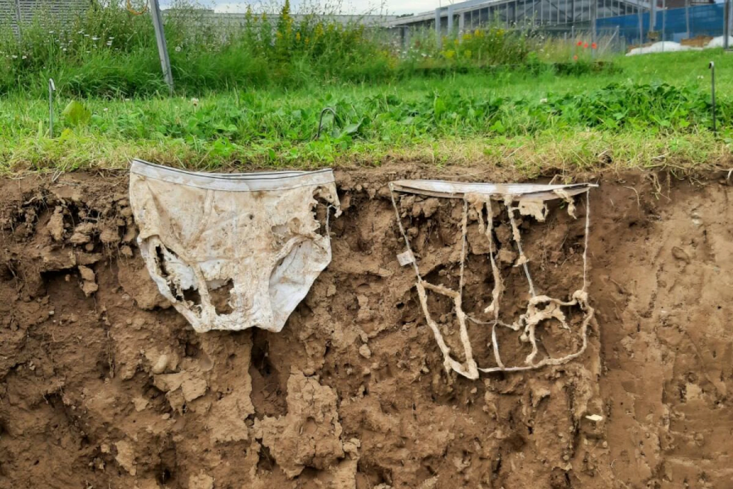 Je aktiver die Bodenlebewesen, desto schneller der Abbau des Materials
