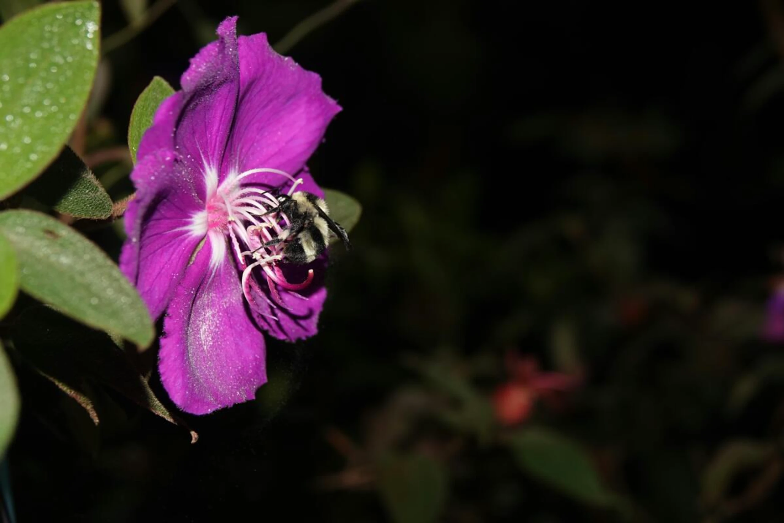 Biene bei der Vibrationsbestäubung auf einer Blüte eines Schwarzmundgewächses
