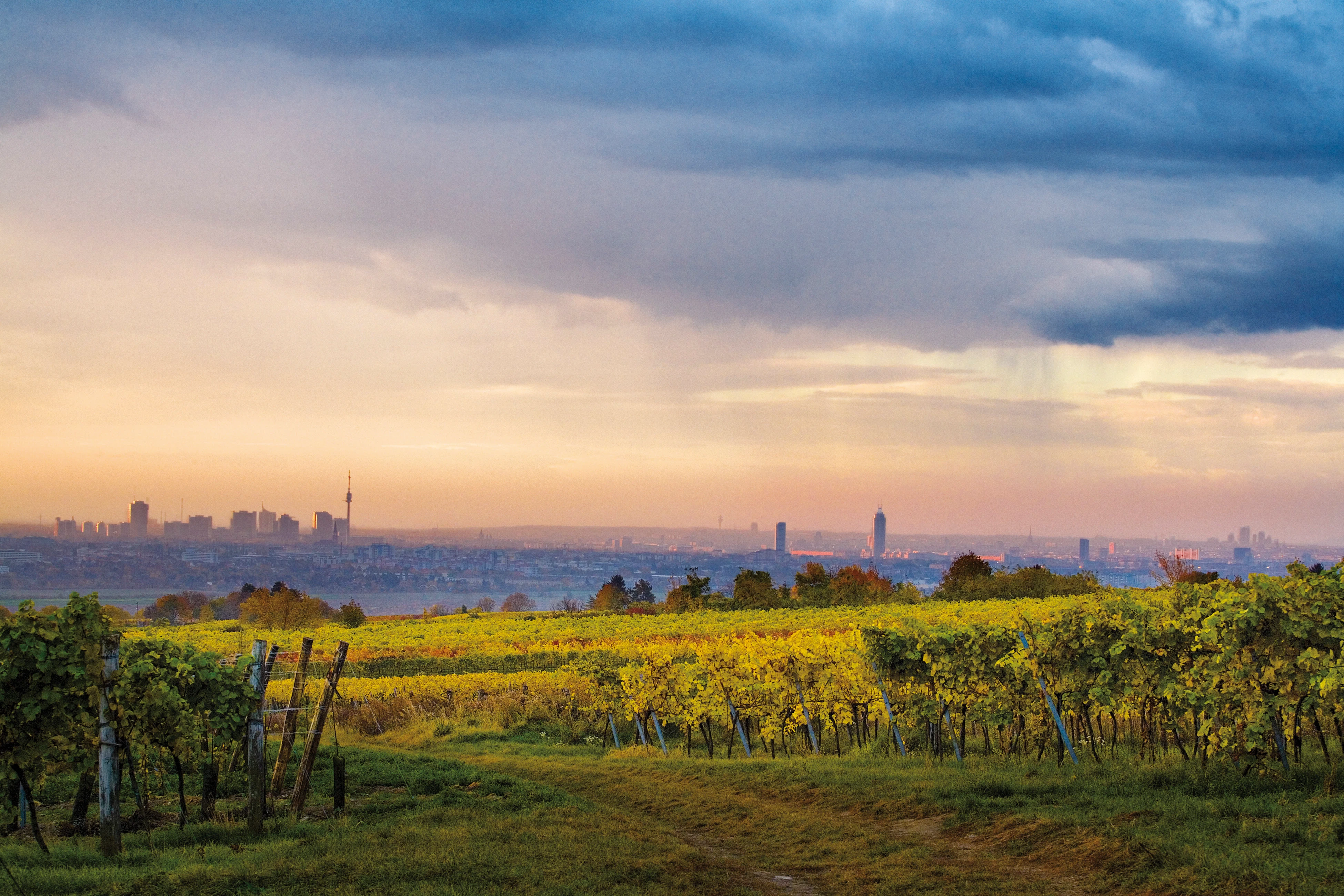 Blick über herbstliche Weinberge in Wien mit der Skyline der Stadt im Hintergrund bei abendlicher Stimmung.