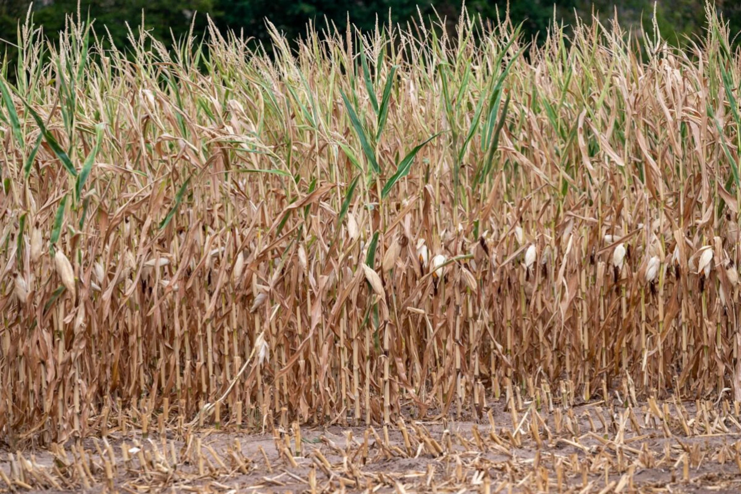 ++ ARCHIVBILD ++ Die Schäden in der Landwirtschaft sind massiv