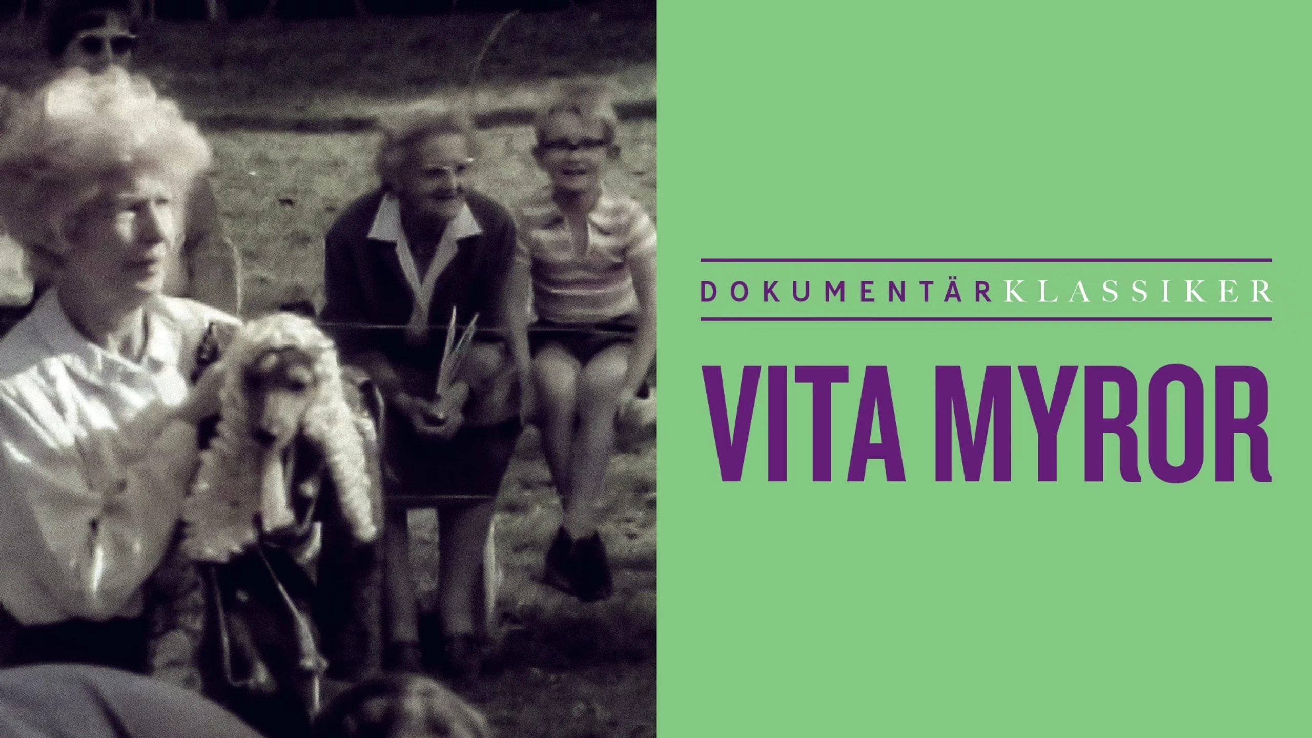 Vita myror