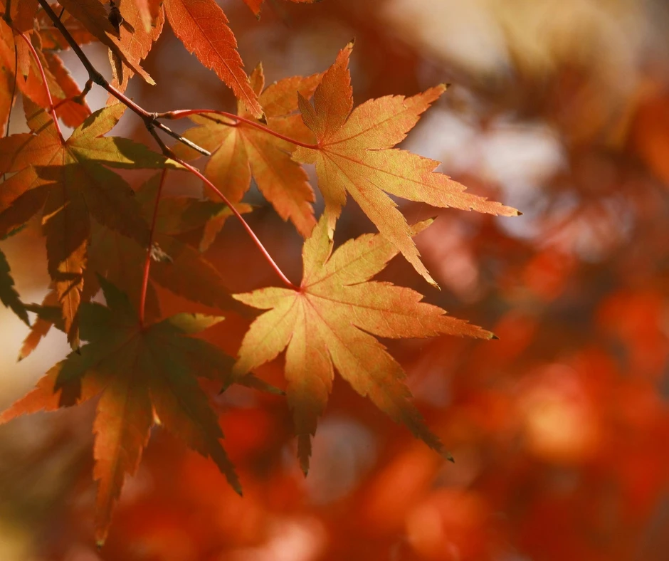 Leuchtend orangefarbene und rote Ahornblätter im Herbstlicht