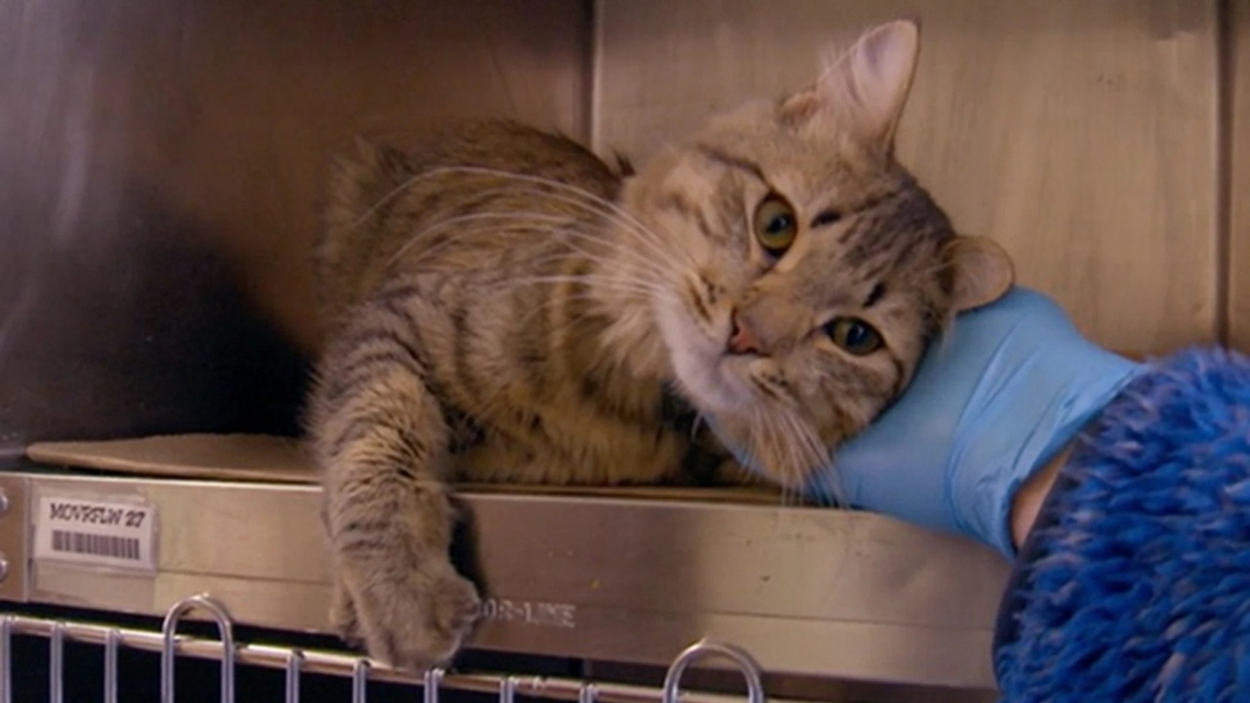The Cat Rescuers