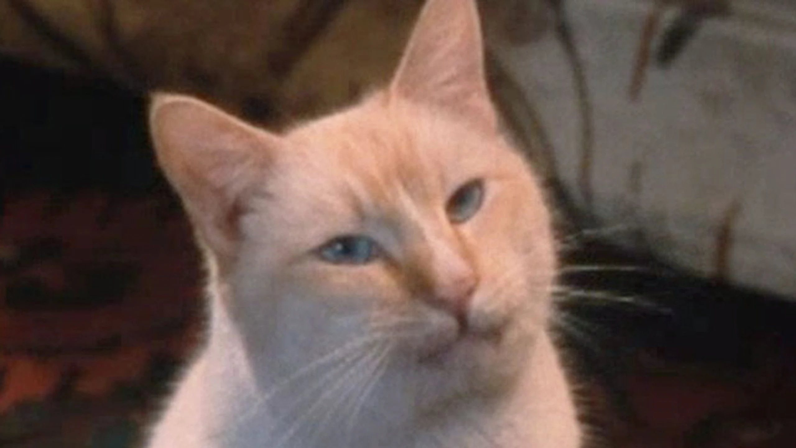 Supercat - Die reichste Katze der Welt