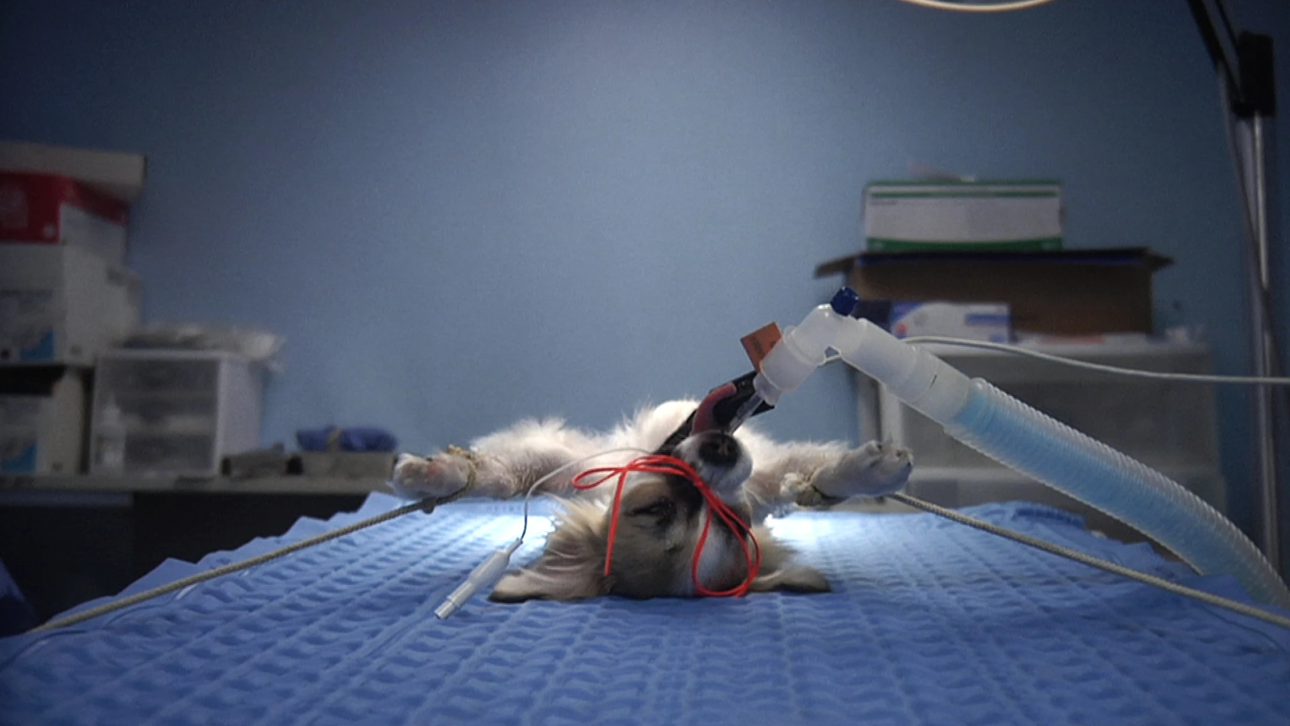 Animals Under Anaesthesia: Speculations on the Dreamlife of Beasts