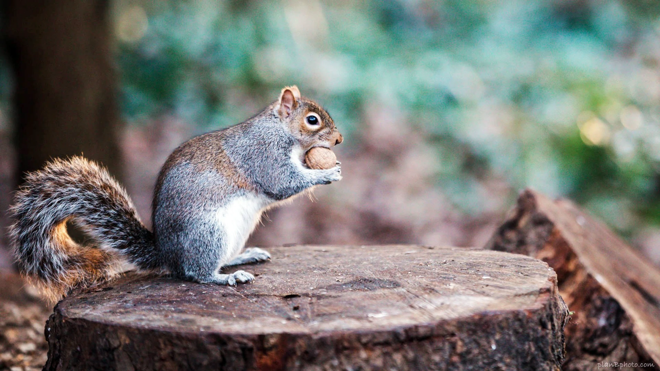 Super Squirrels