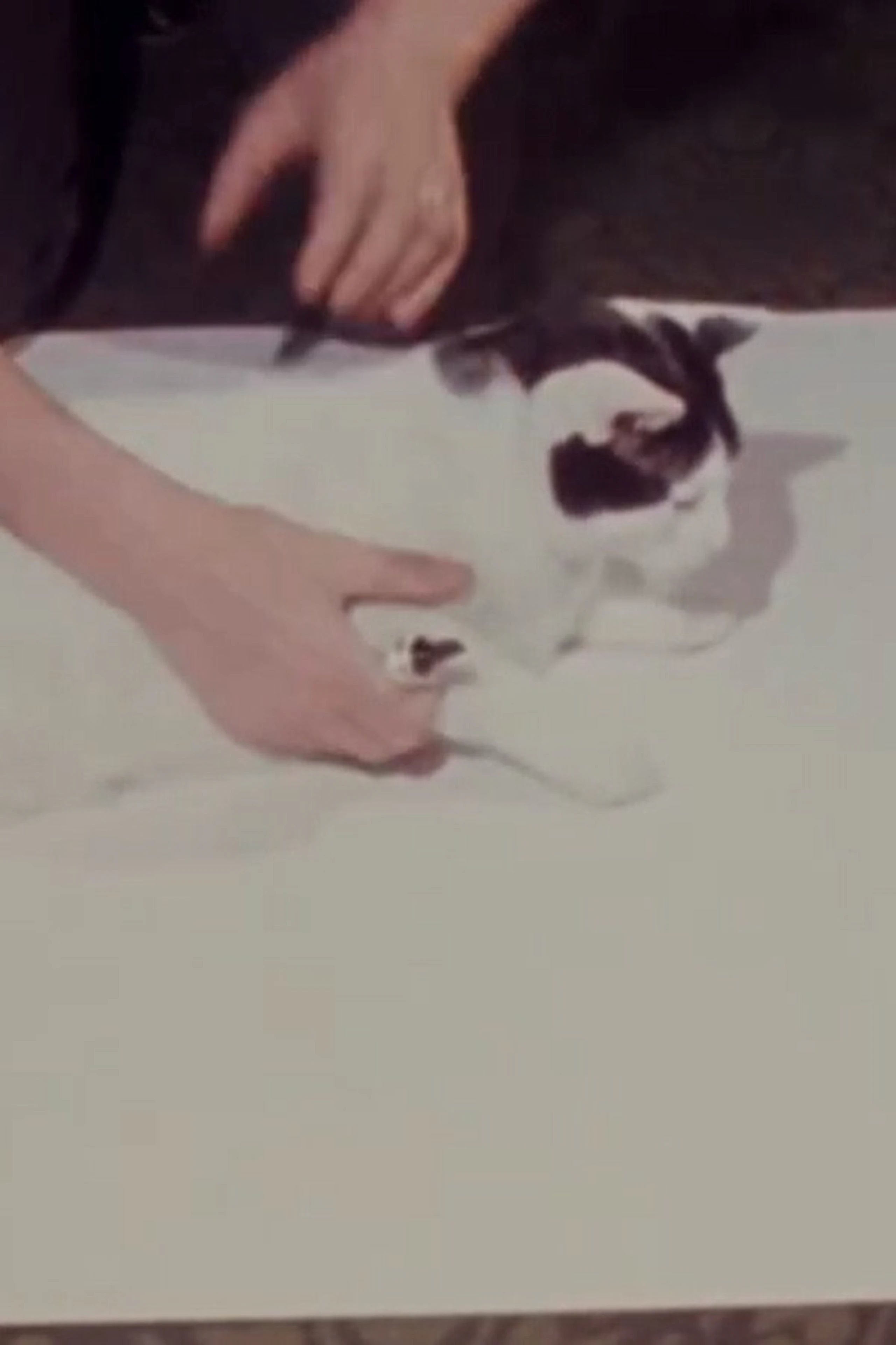 How to Draw a Cat
