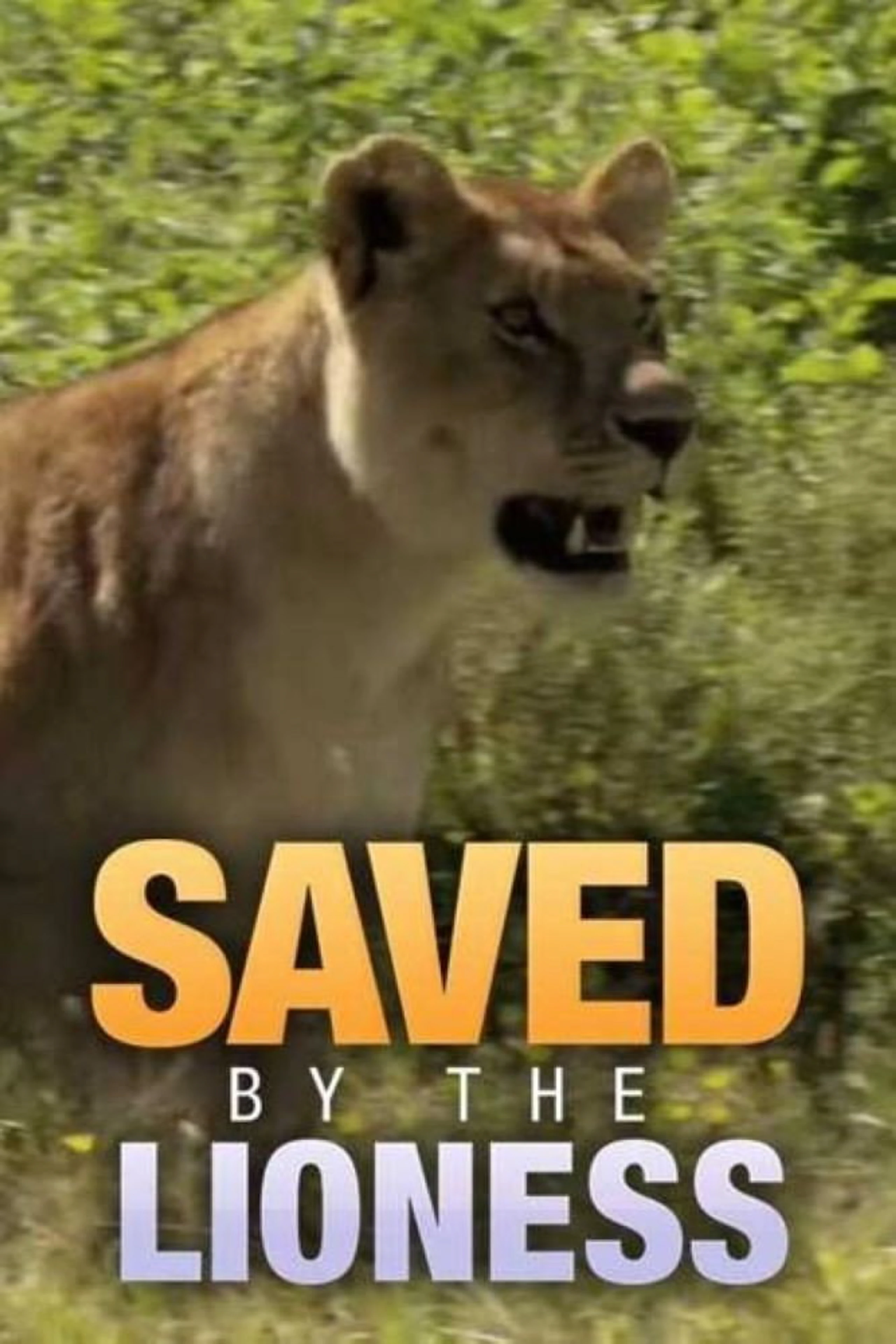 Survivor