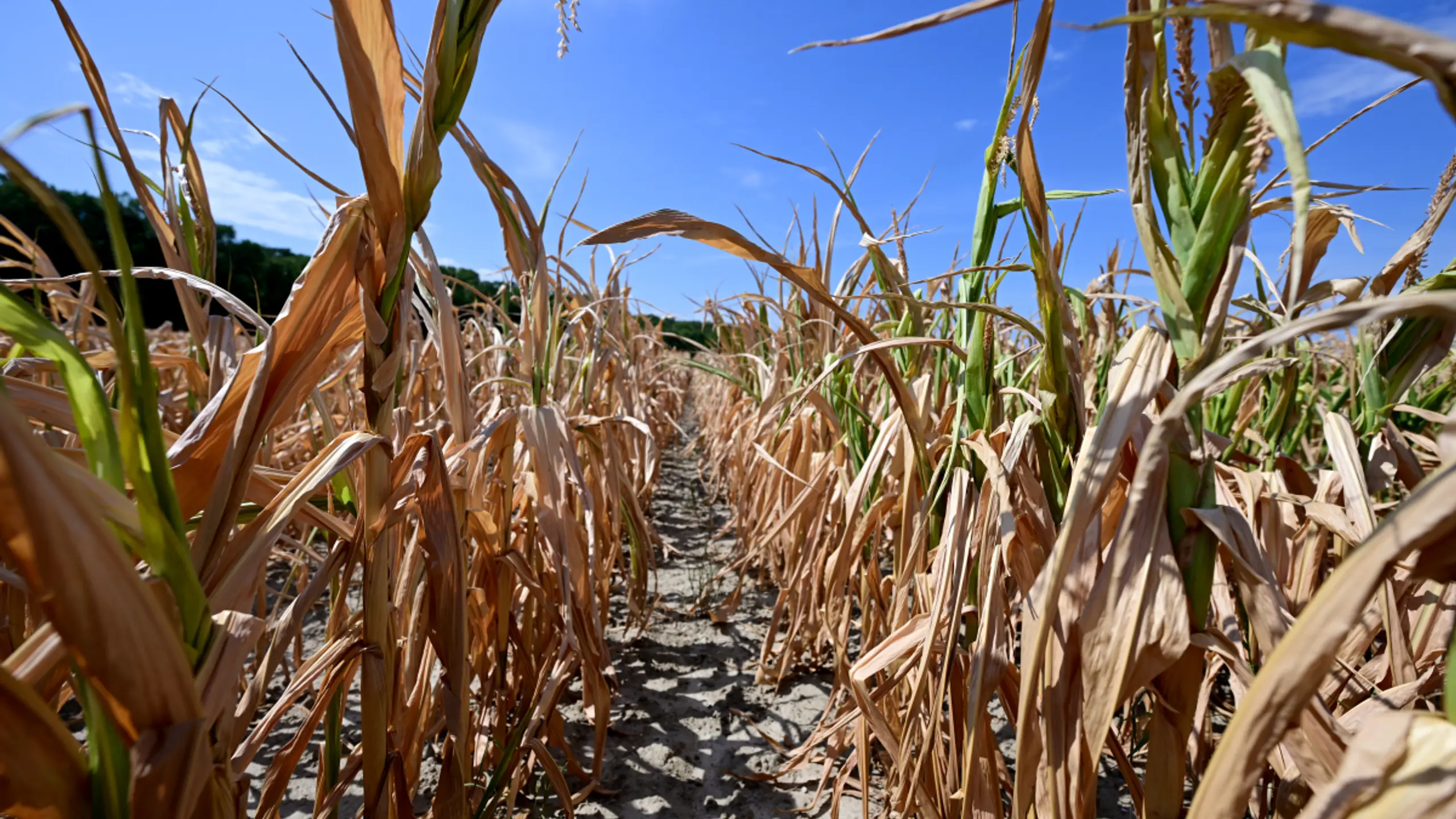 Wetteranomalien wirken sich "bisher begrenzt" auf Gesamtinflation aus