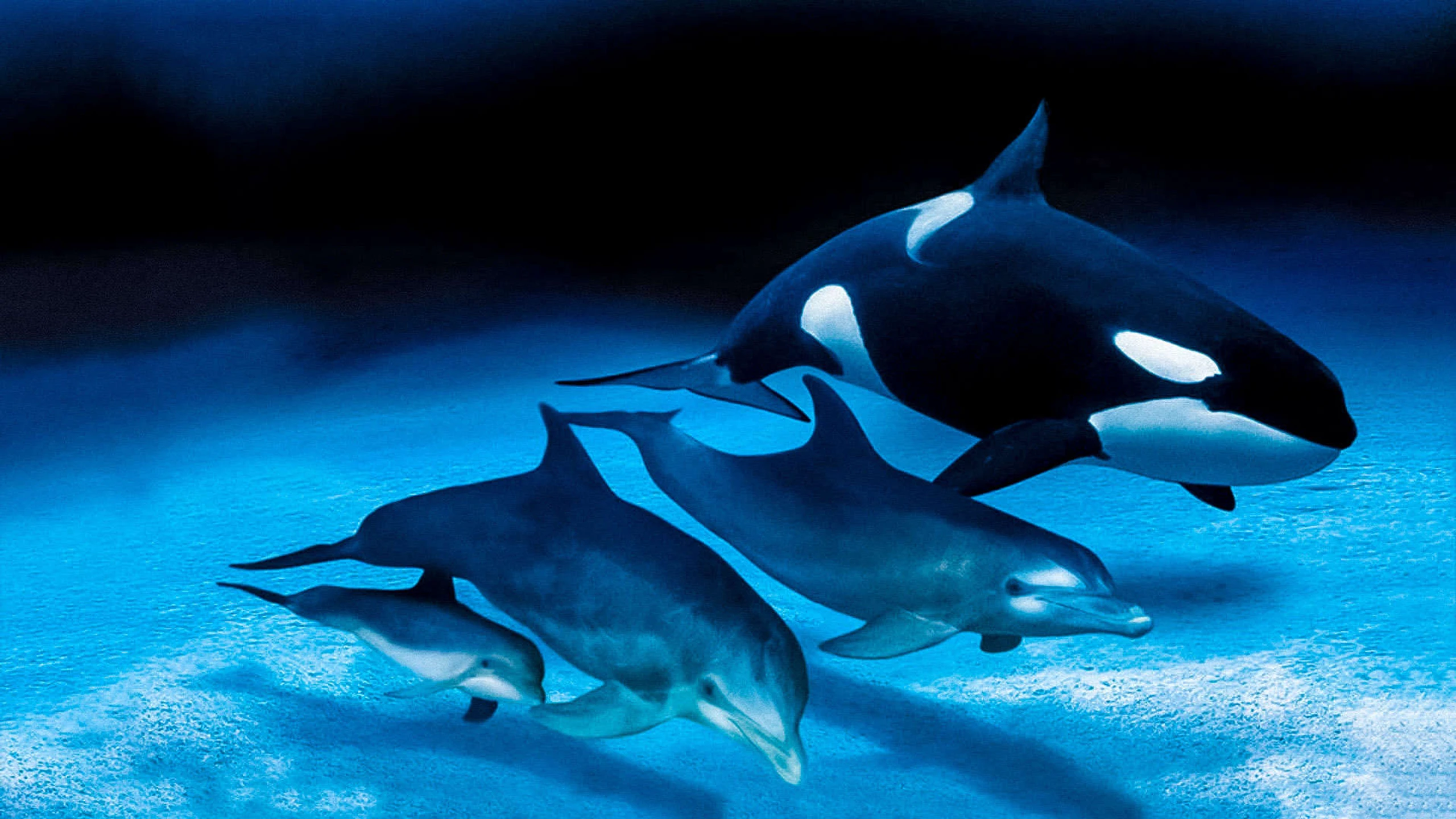 IMAX: Delfine und Wale