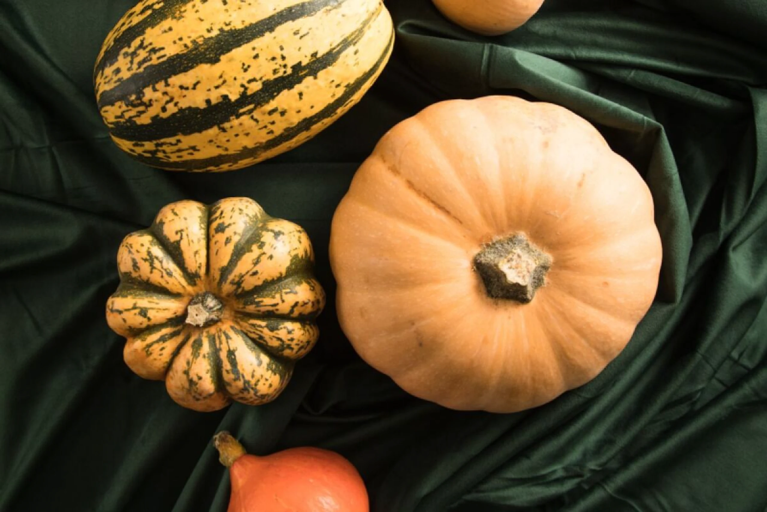 Der bekannteste Kürbis weltweit ist der Butternut-Kürbis