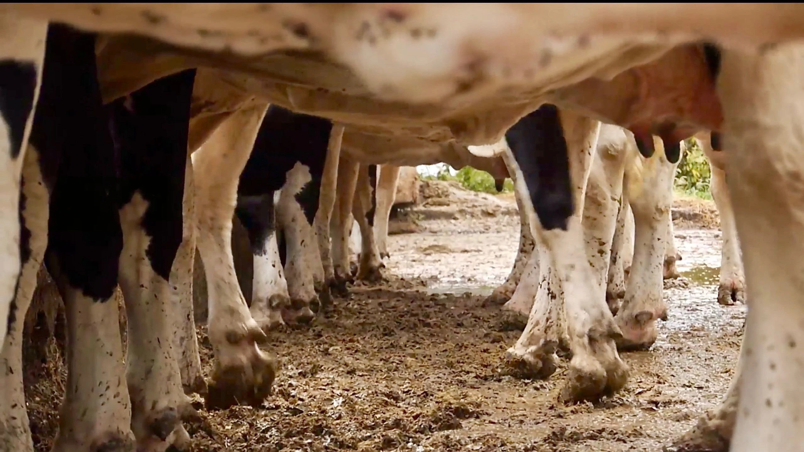 Cows With No Name