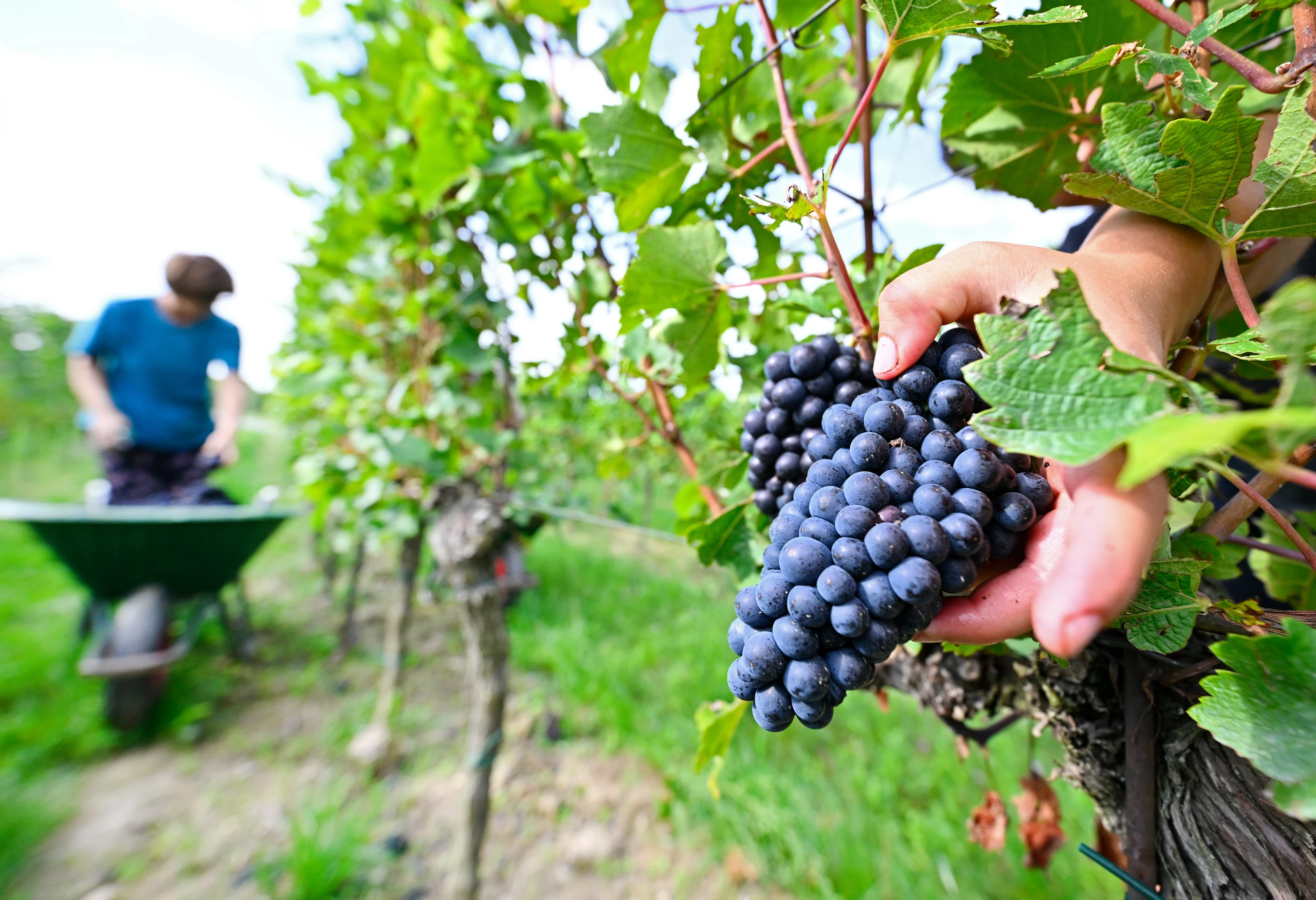 Weinernte: Drastische Mengenrückgänge
