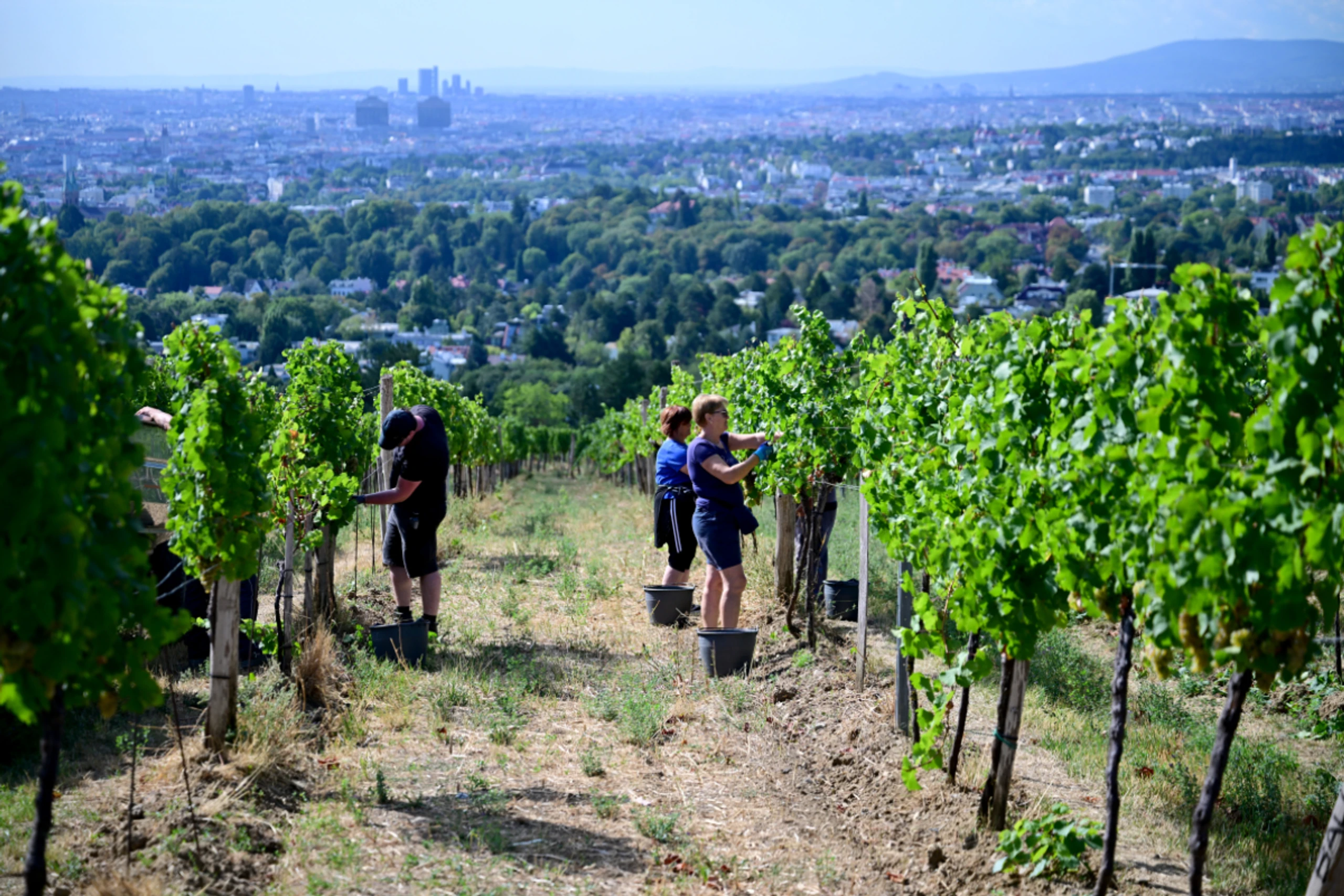 Weinernte so gering wie zuletzt im Jahr 2010