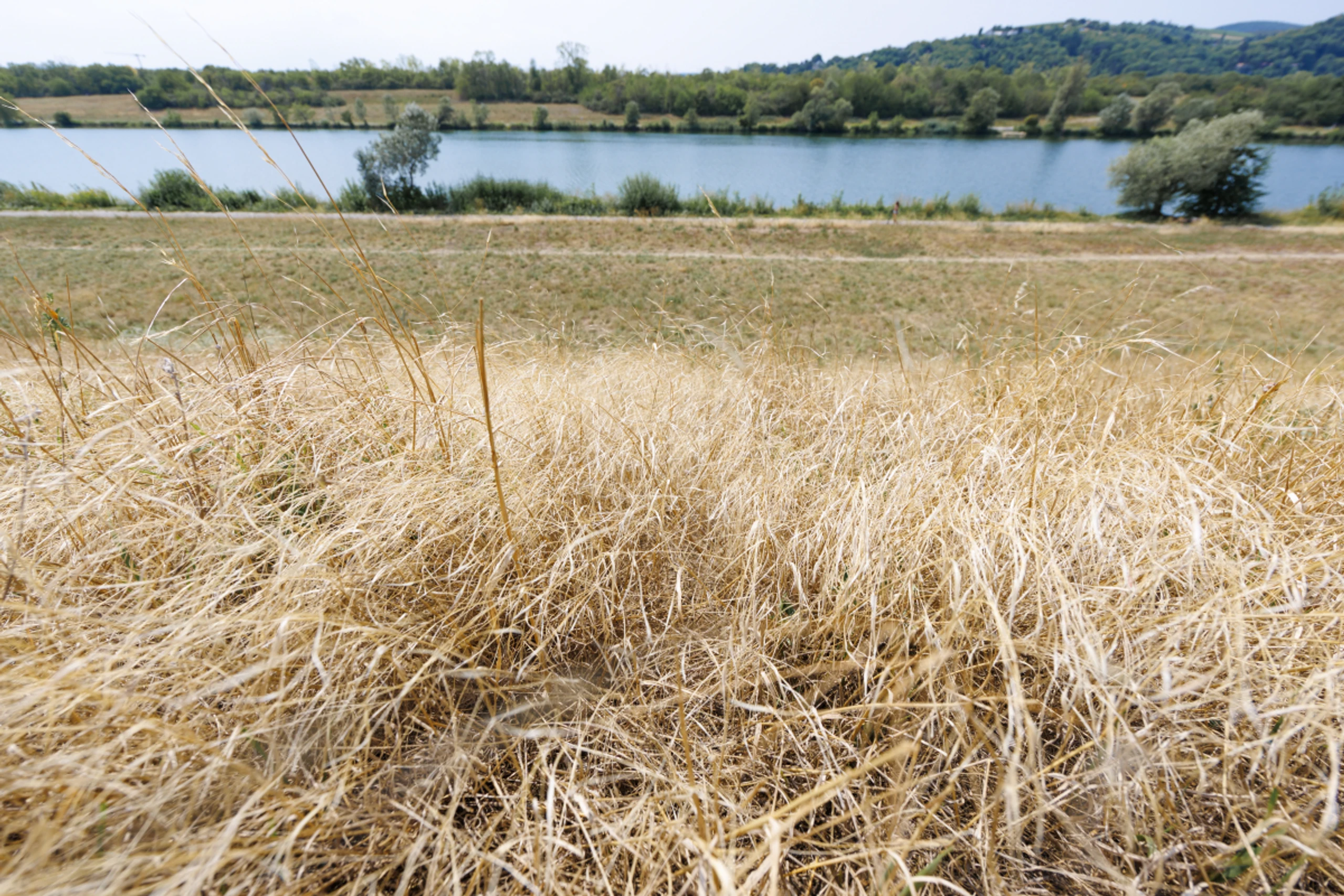 Blick auf eine ausgetrocknete Wiese und die Neue Donau